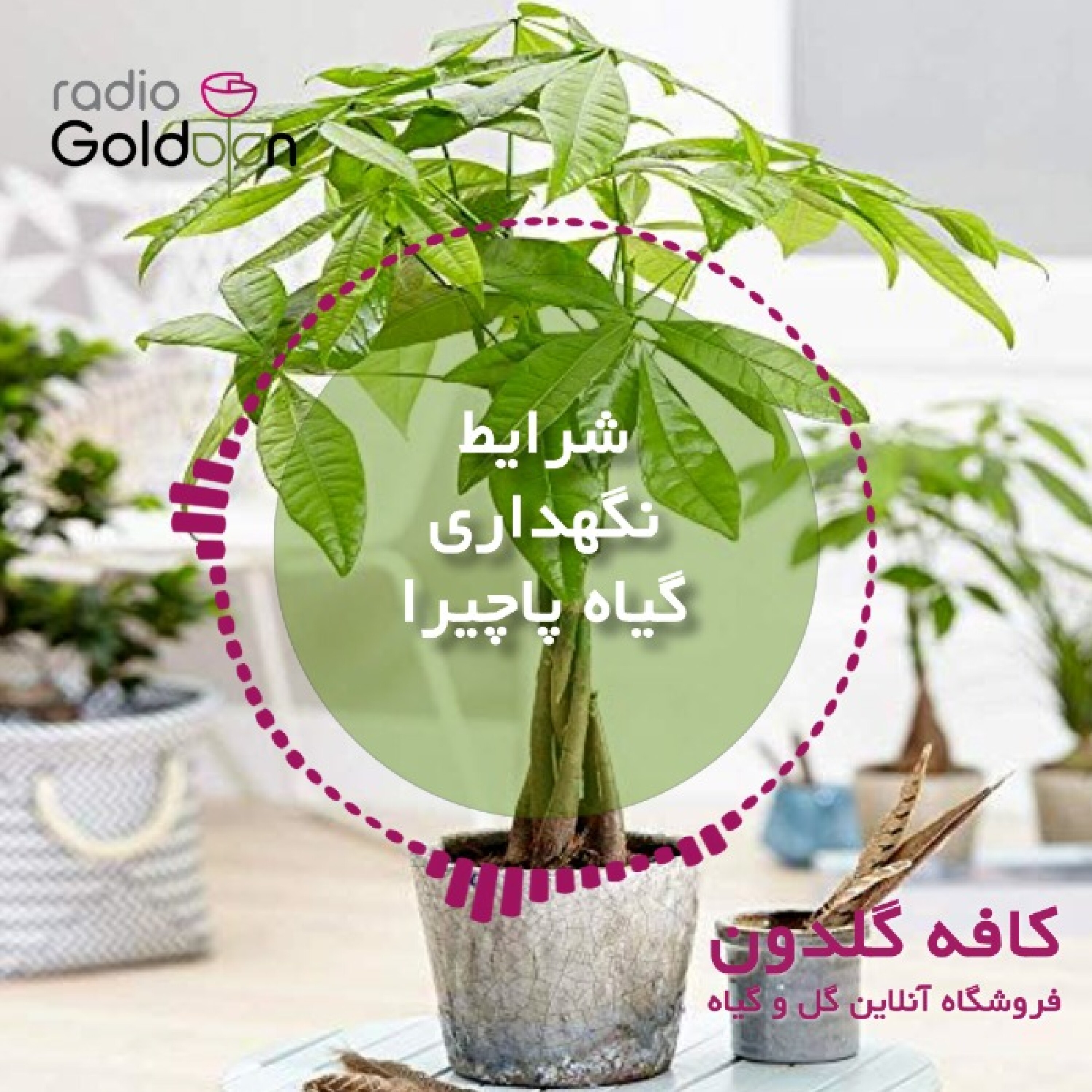راهنمای کامل شرایط نگهداری و رشد گیاه پاچیرا