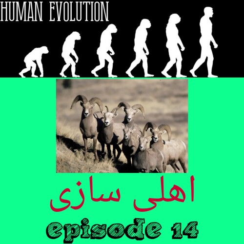 اهلی سازی
