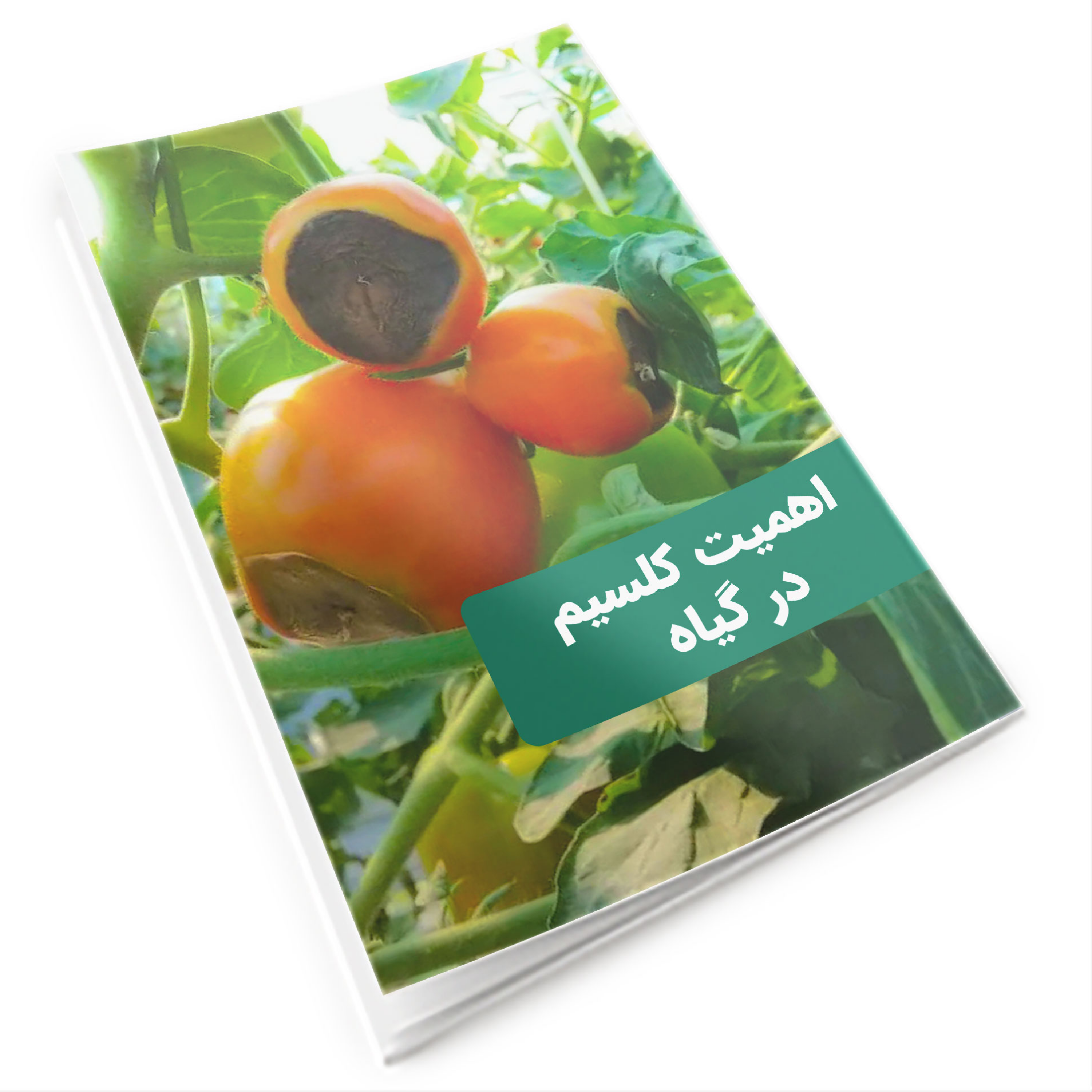 کاور اهمیت کلسیم در گیاه