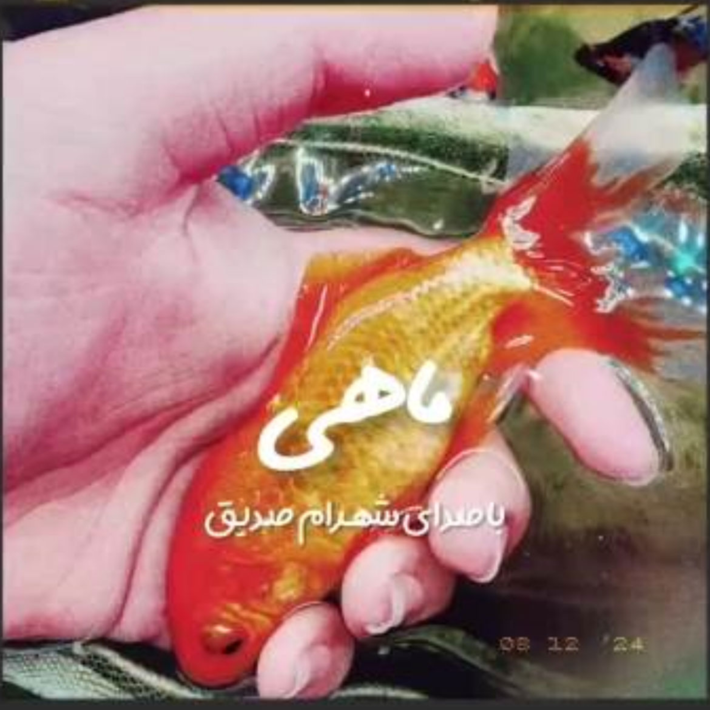 کاور داستان ماهی