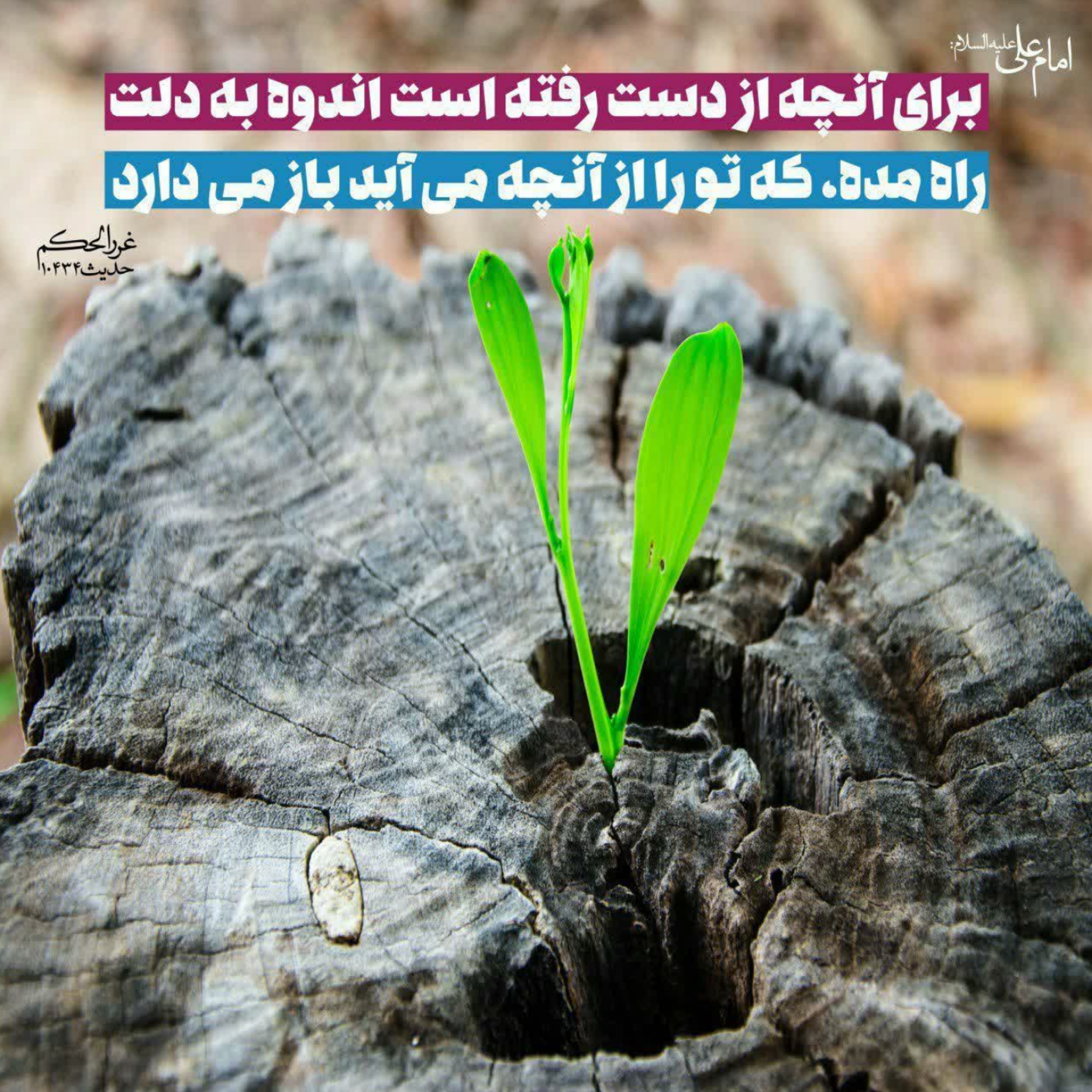 کاور سخنی خودمانی