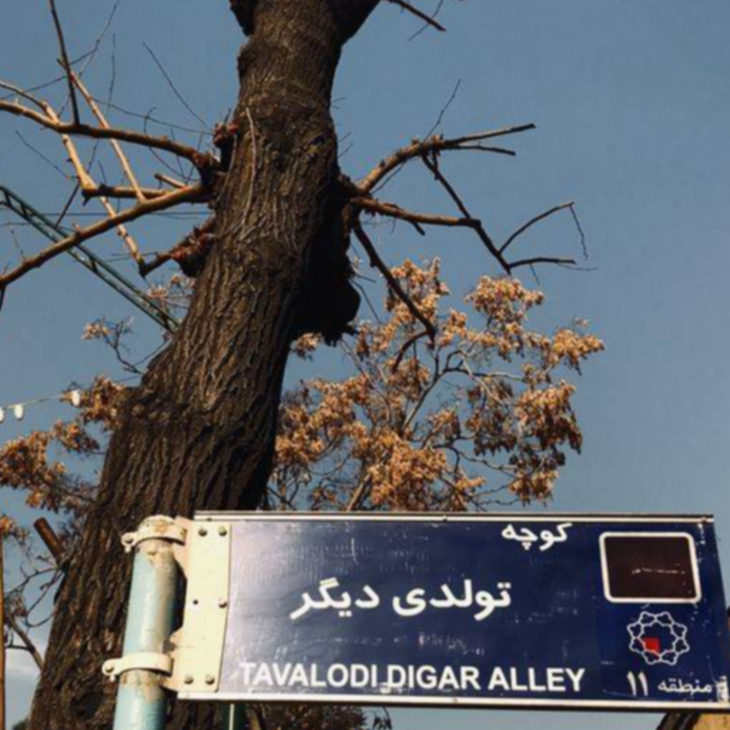 کاور دوباره سبز میشویم
