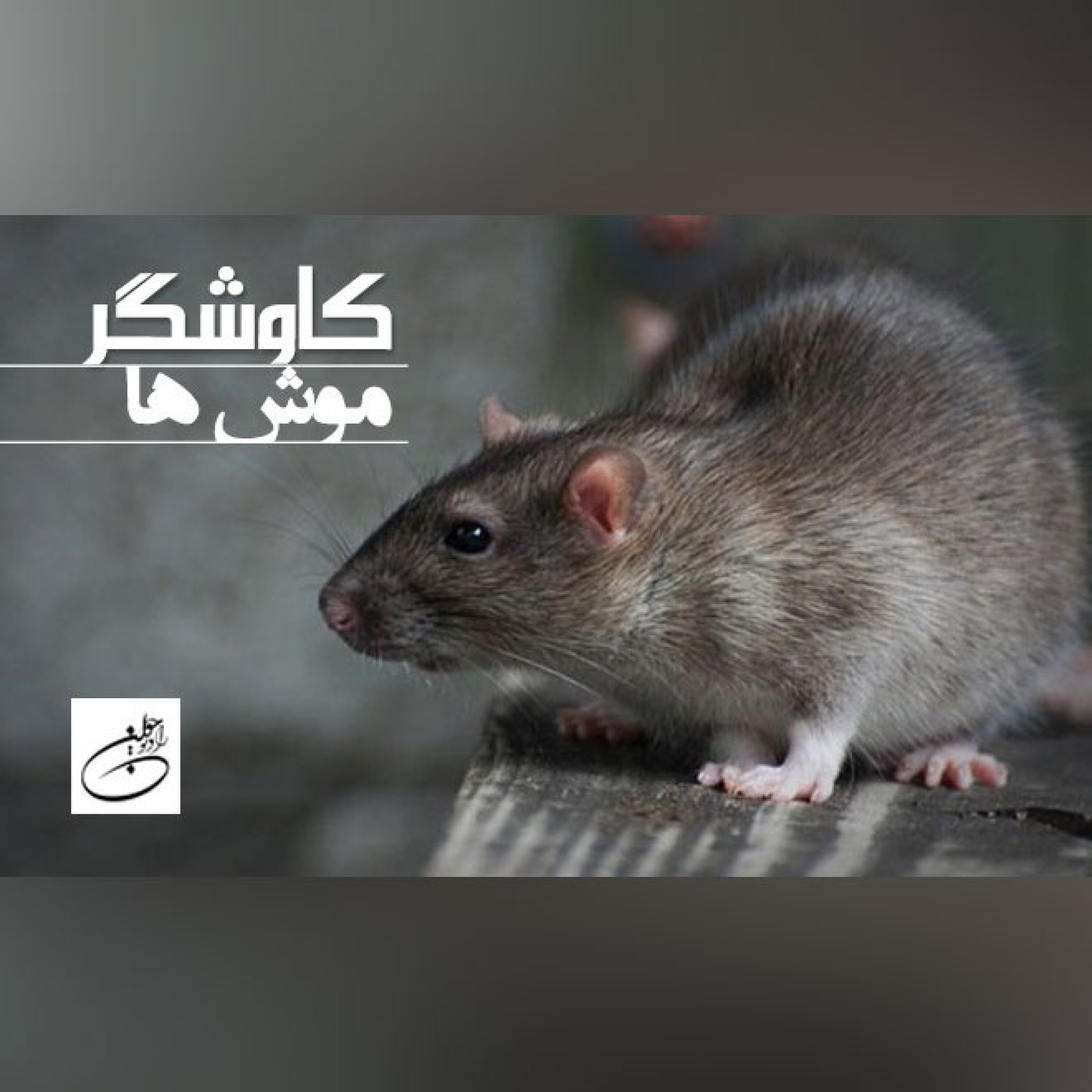 موش ها