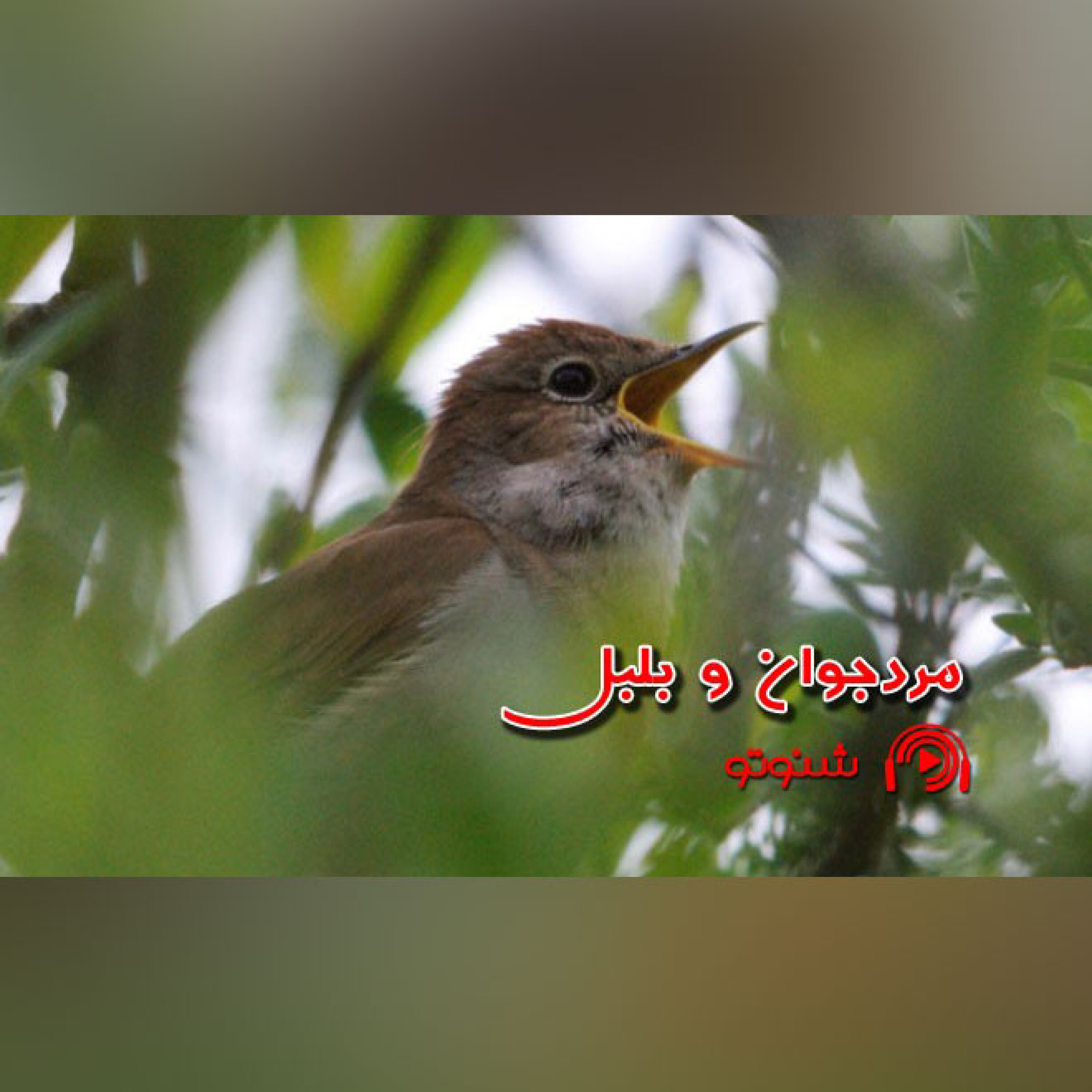 کاور مرد جوان و بلبل