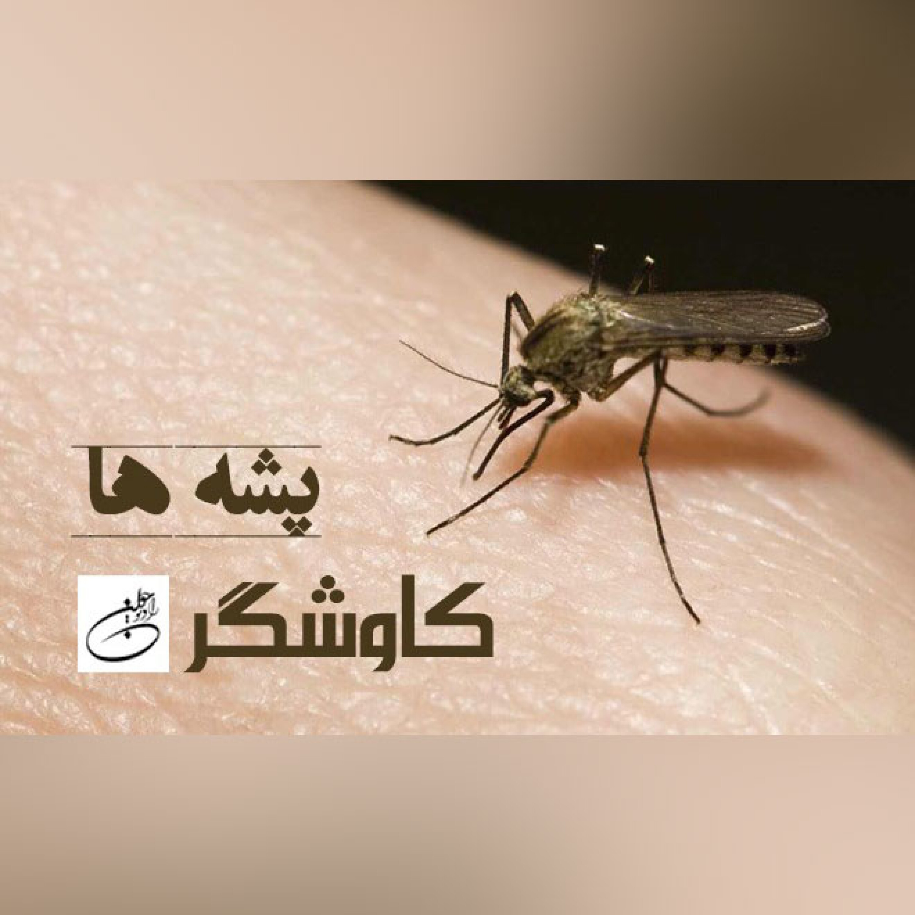 پشه ها