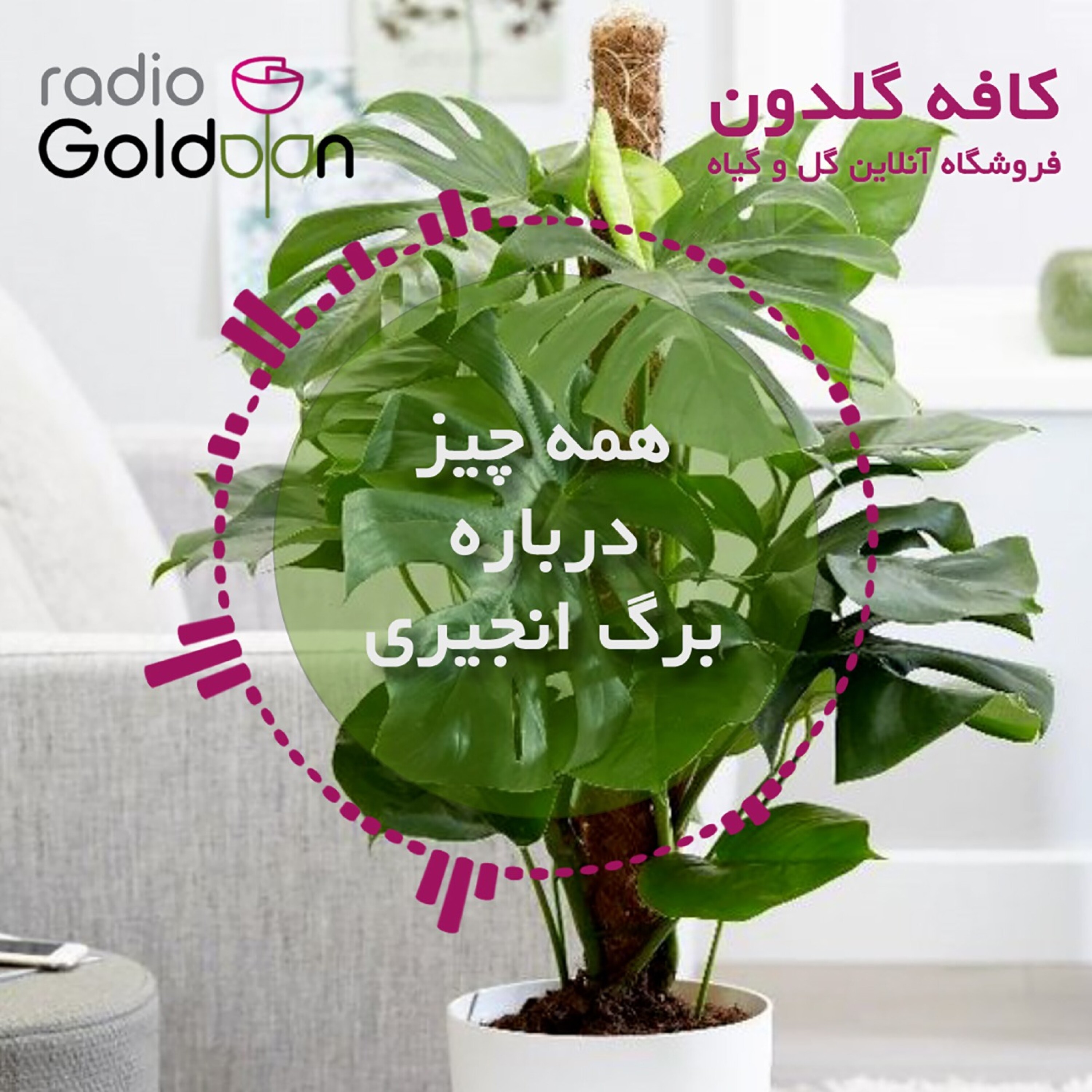 نگهداری و بیماری های گیاه برگ انجیری