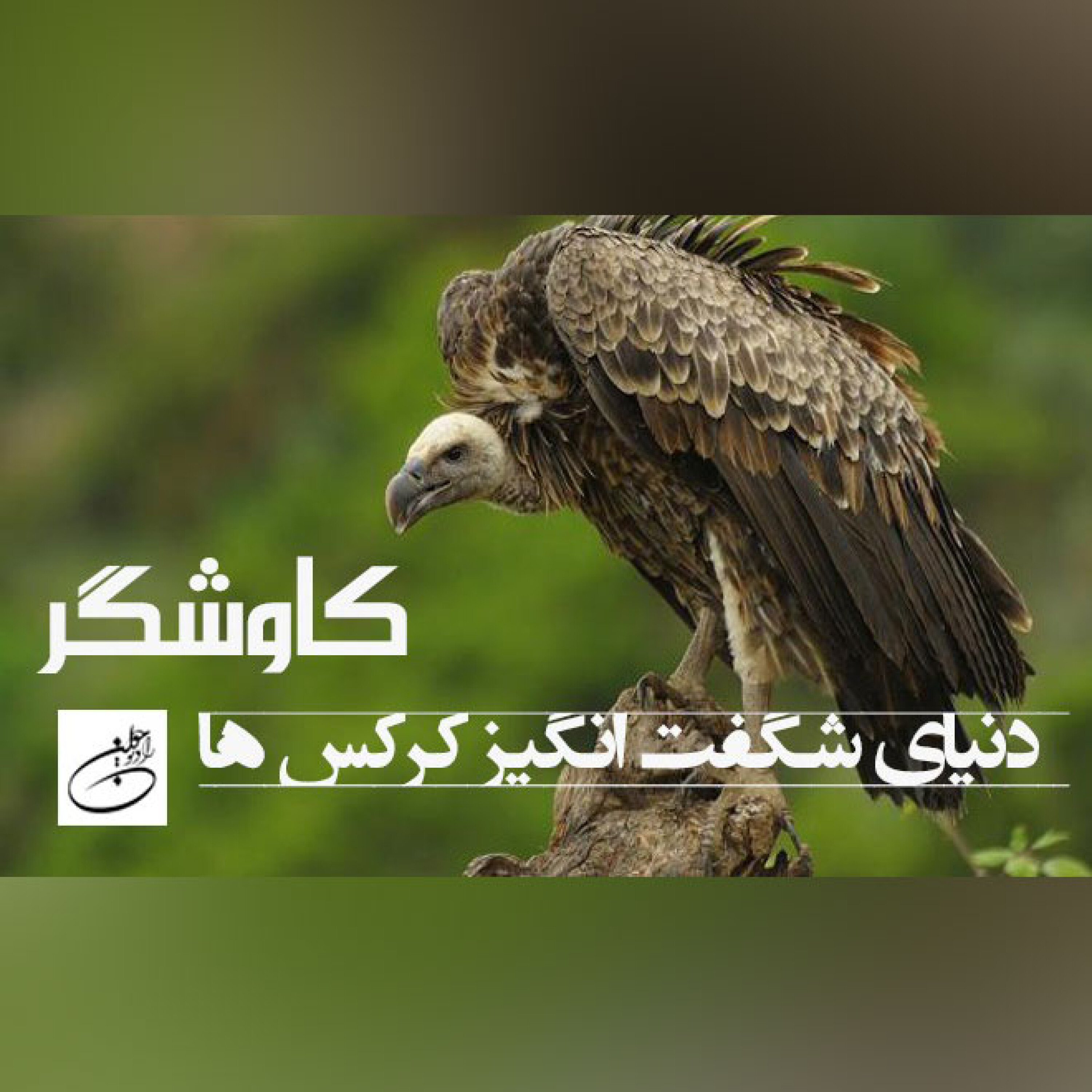 دنیای شگفت انگیز کرکس ها