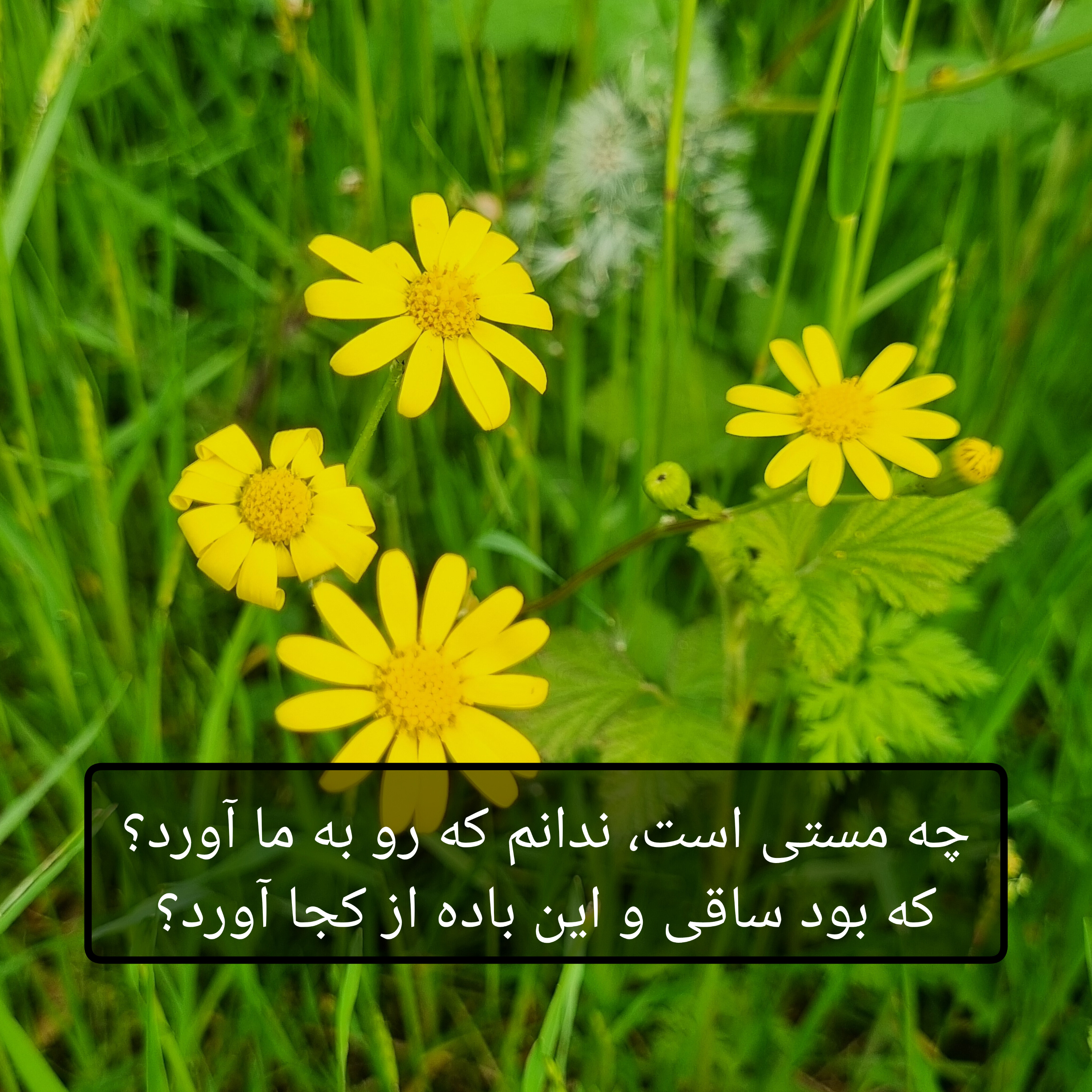 کاور حافظ - دیوان غزلیات - غزل شماره ۱۴۵