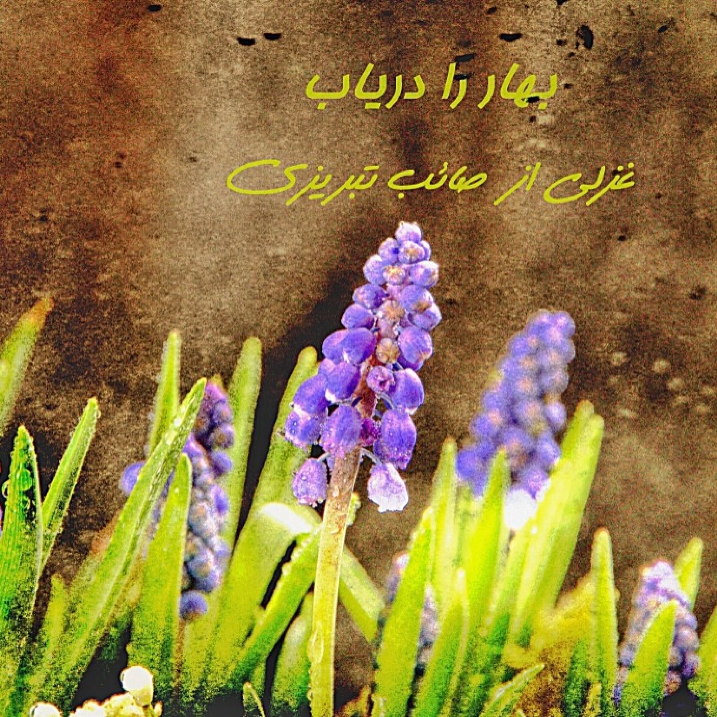 بهار را دریاب