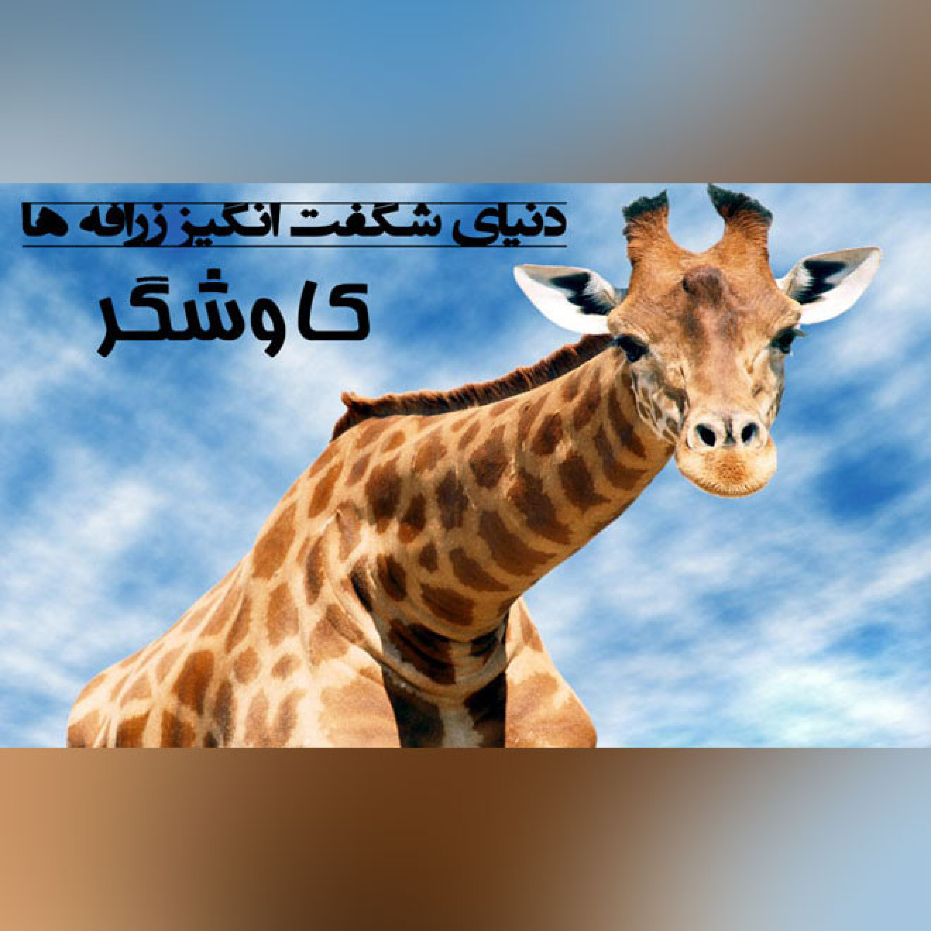 دنیای شگفت انگیز زرافه ها
