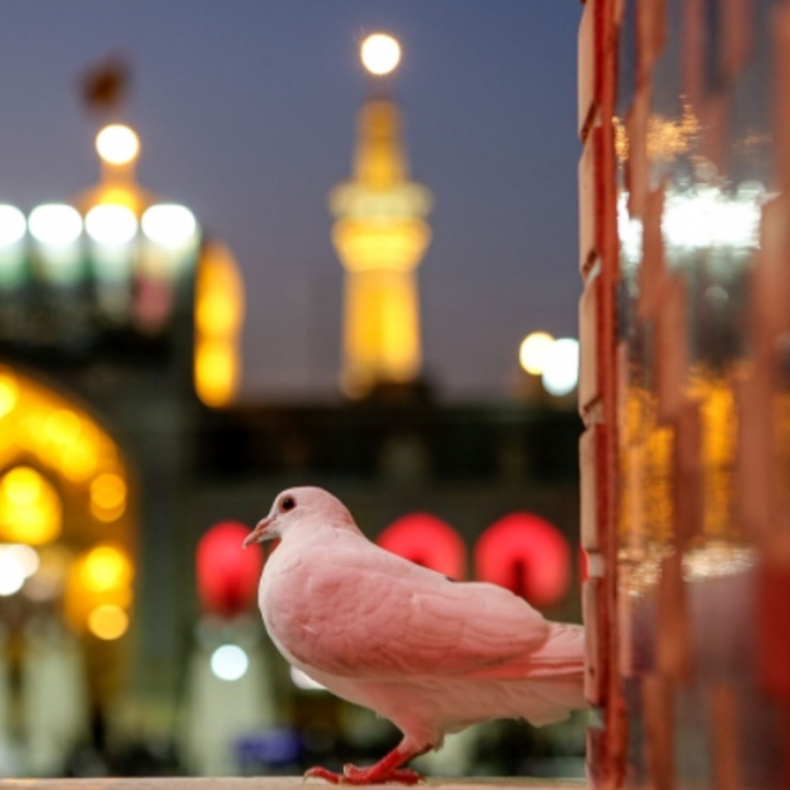 کاور شعر میلاد حضرت معصومه