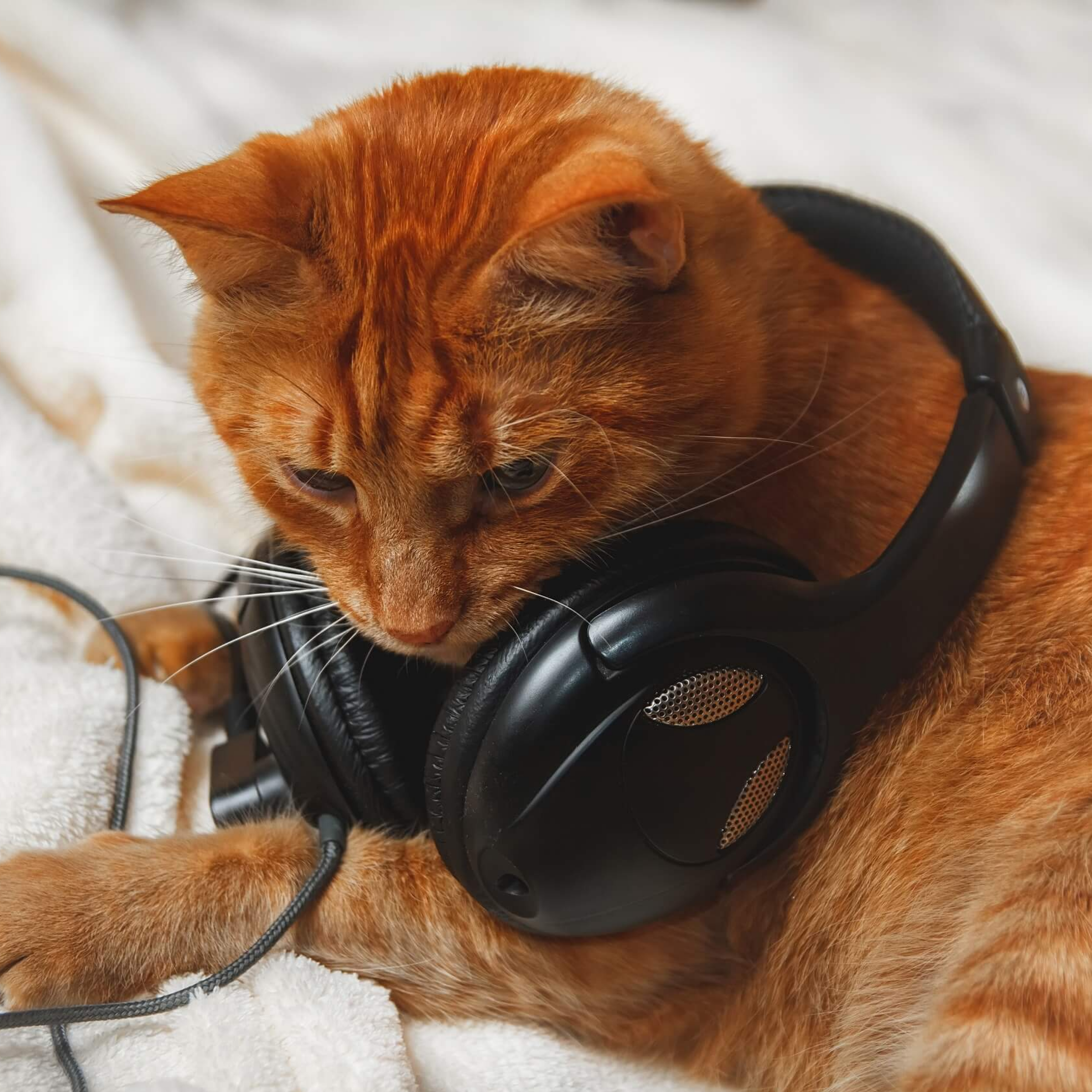 کاور My Pet's Time to Calm Down