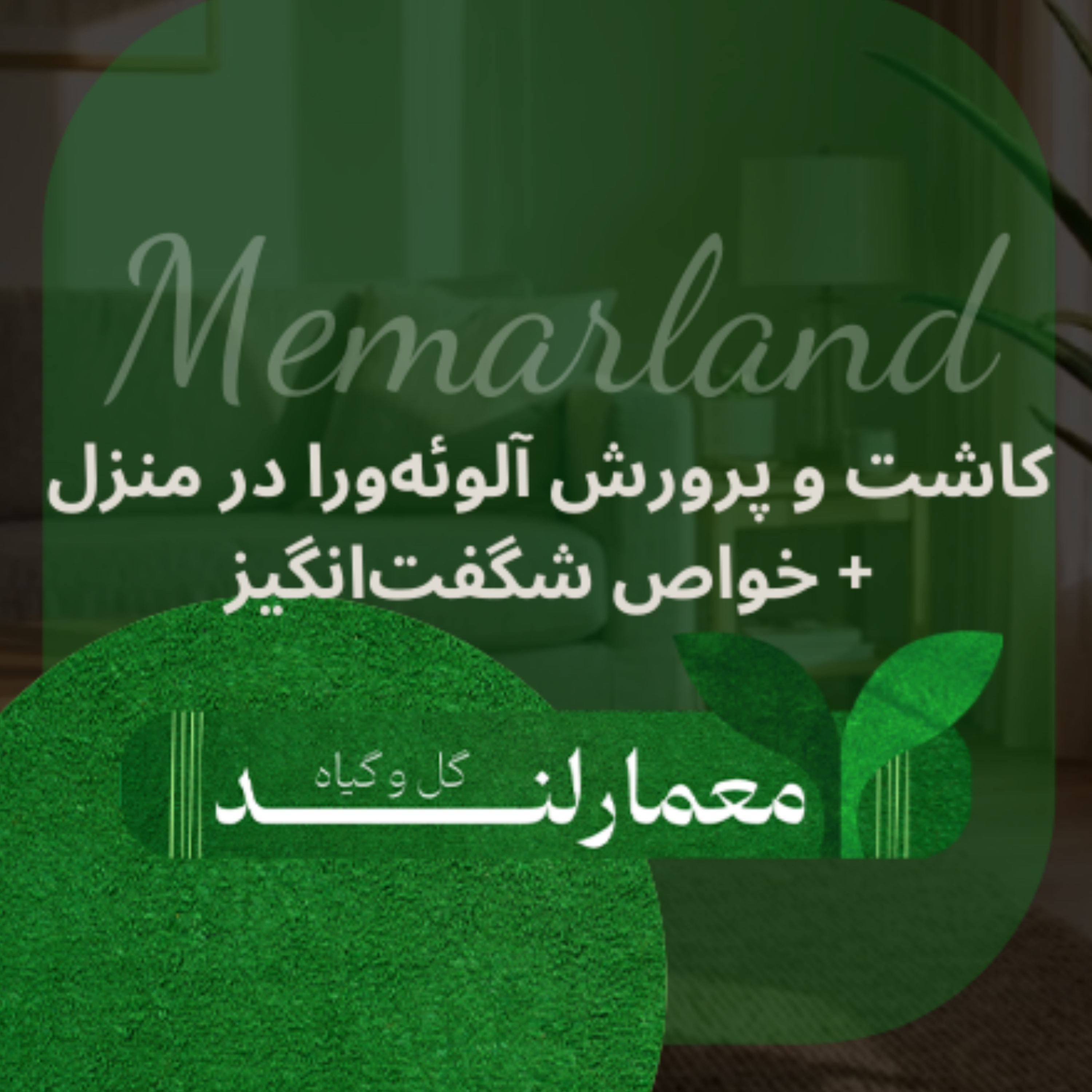 کاور کاشت و پرورش آلوئهورا در منزل + خواص شگفتانگیز