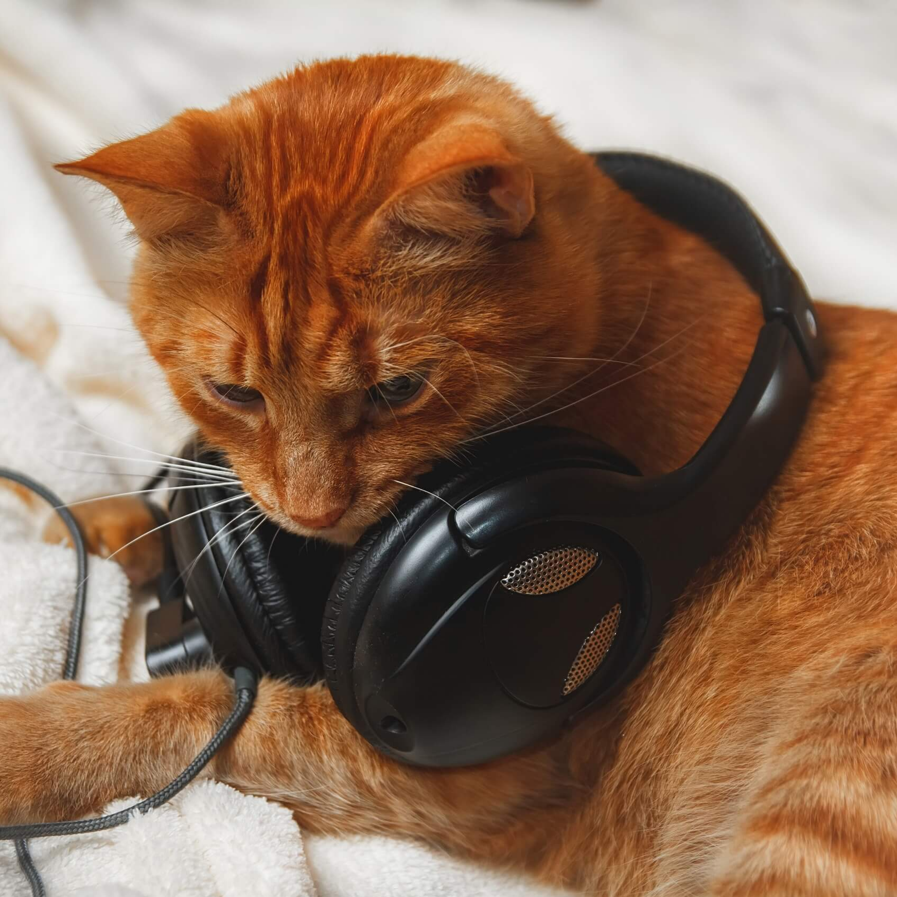 کاور A Kitten Is Having a Good Sleep