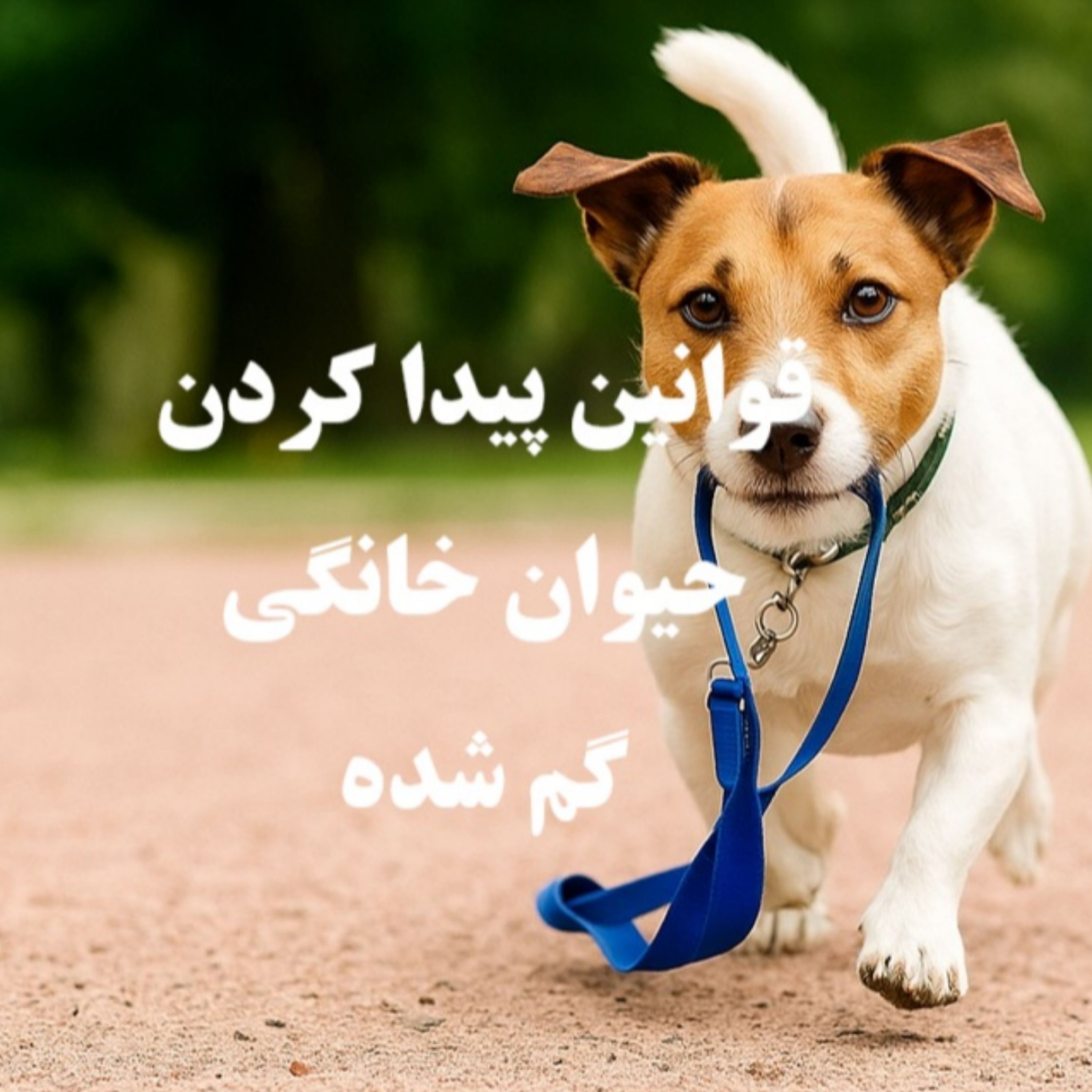کاور قوانین و مسئولیت ها در مورد پیدا کردن حیوانات گم شده - ایران لگال