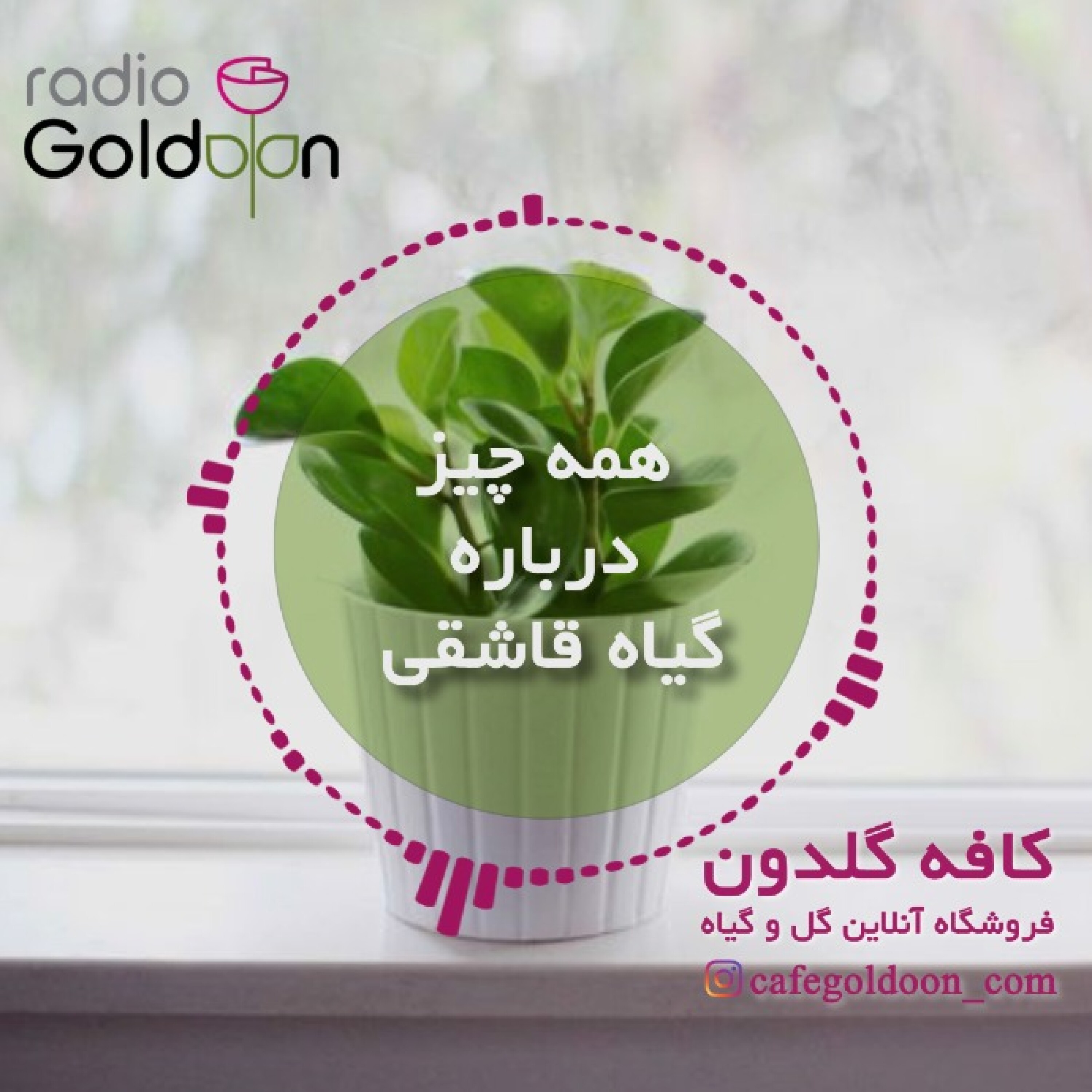 معرفی، نگهداری و تکثیر گیاه پپرومیا (قاشقی)