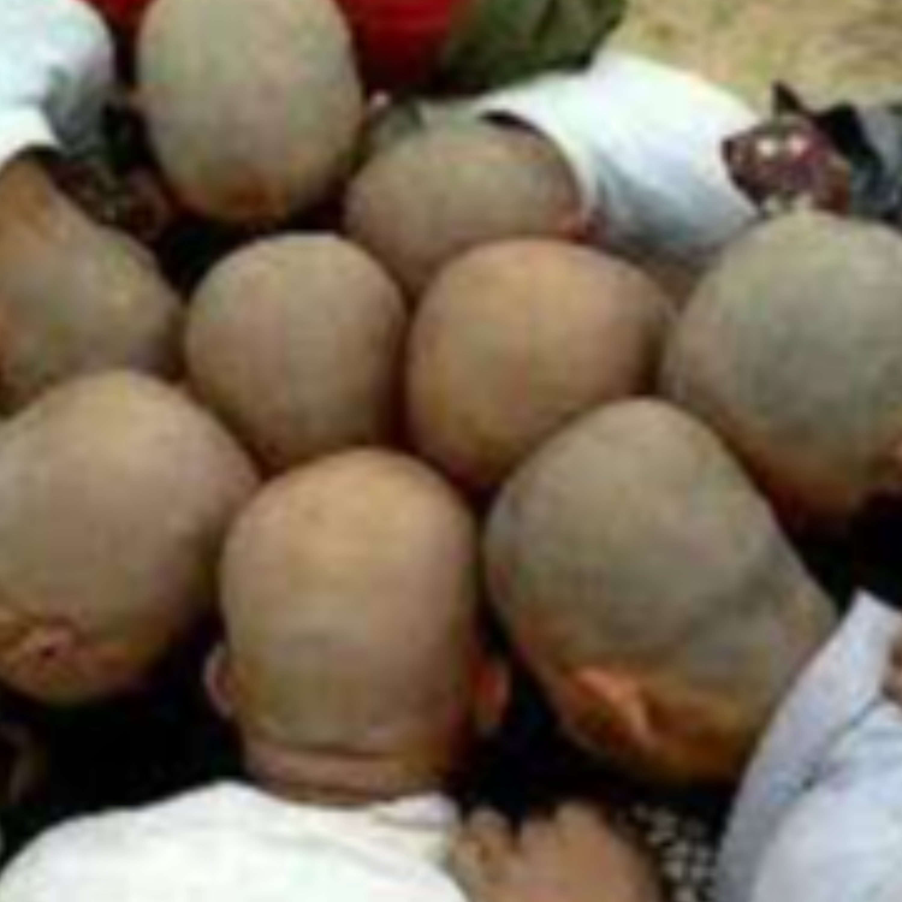 کاور چهل کل