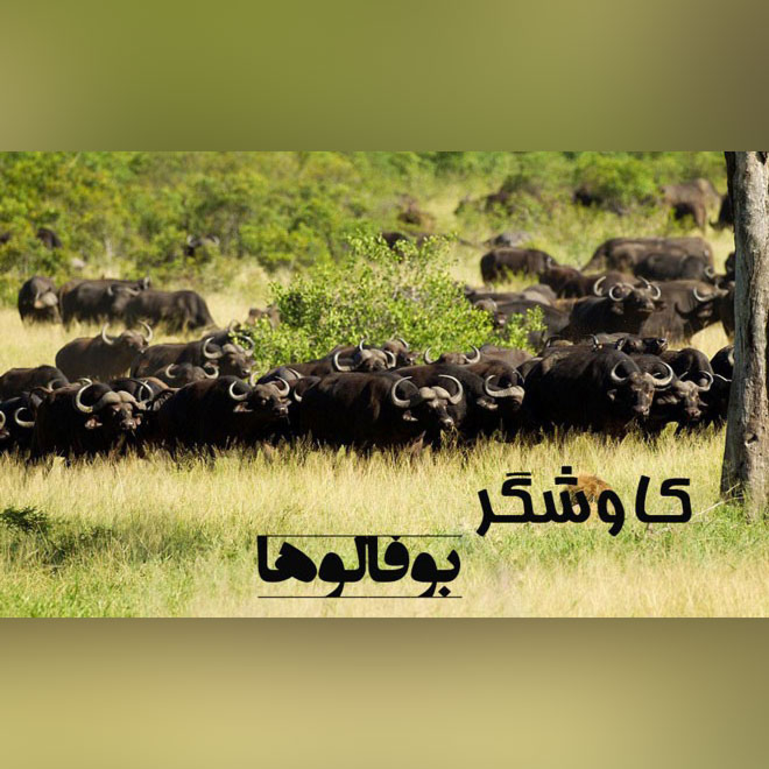 بوفالوها