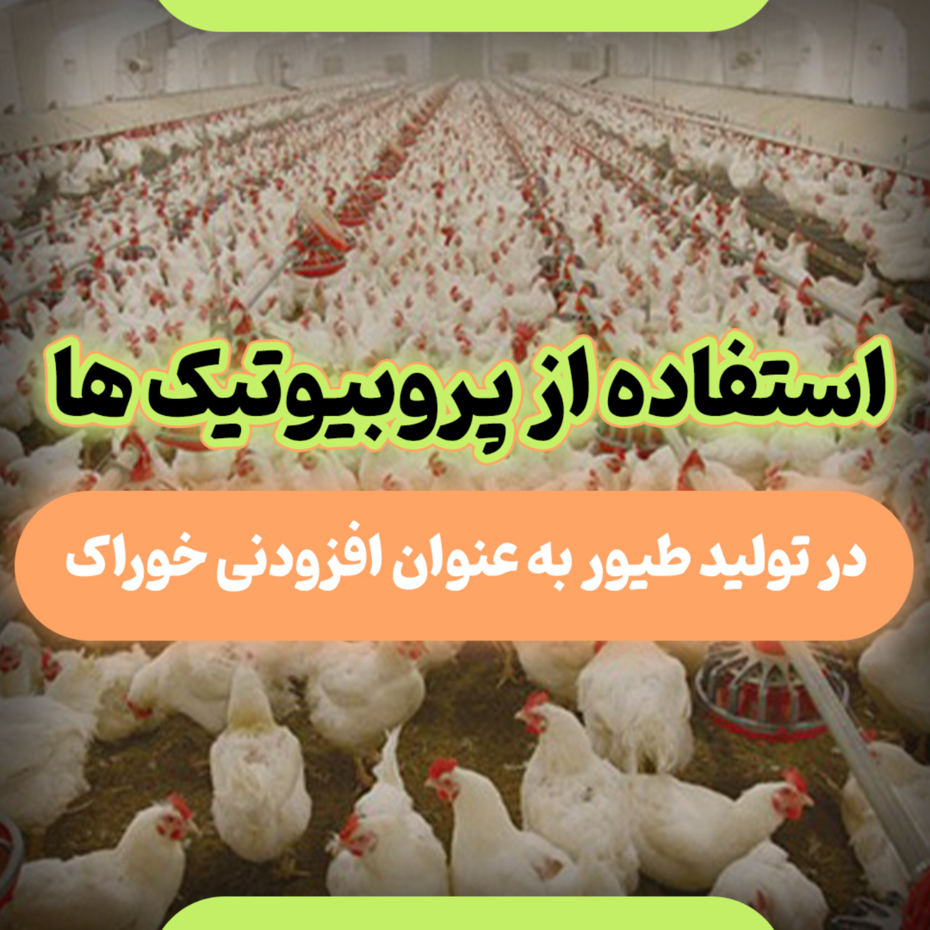 کاور استفاده از پروبیوتیک ها در تولید طیور