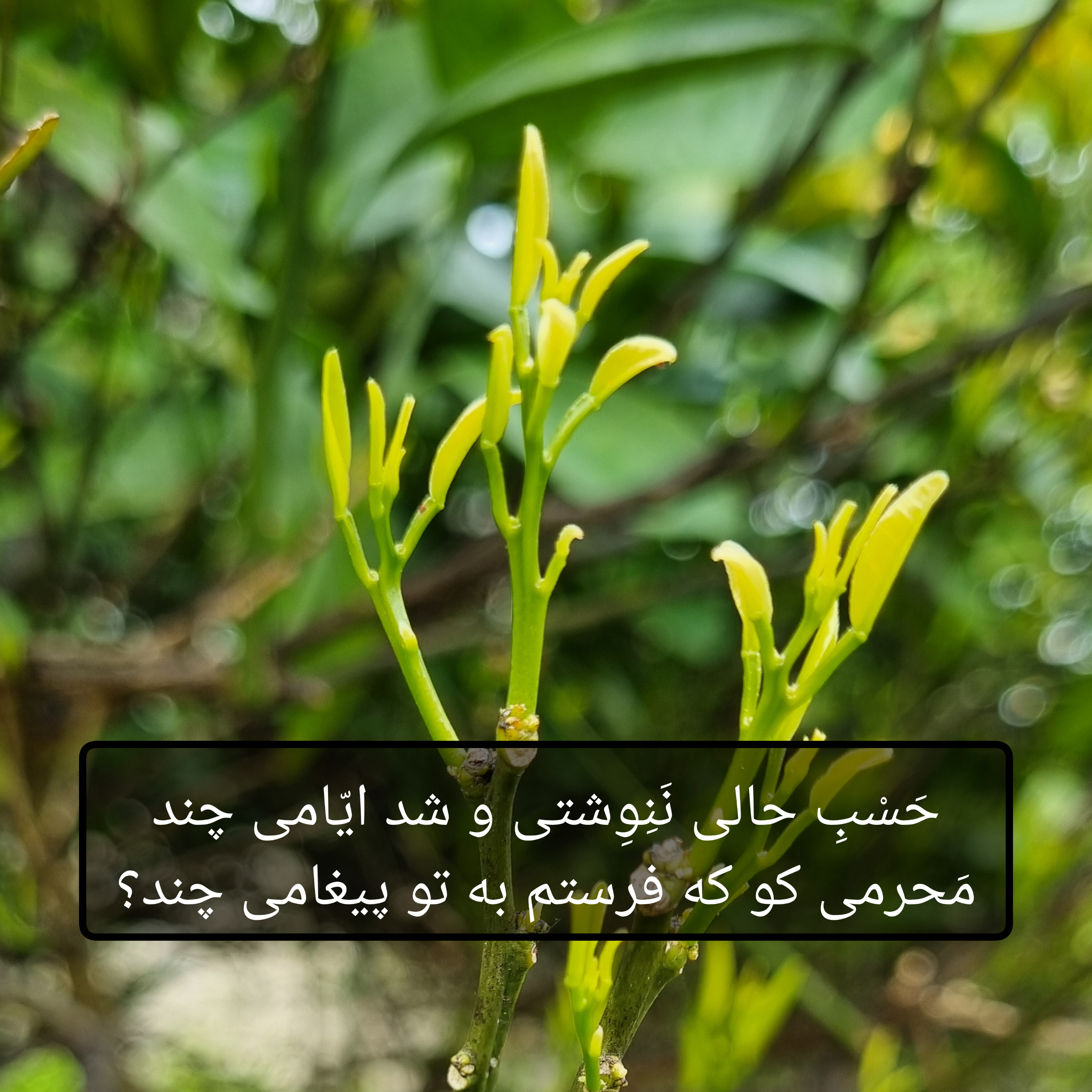 کاور حافظ - دیوان غزلیات - غزل شماره ۱۸۲