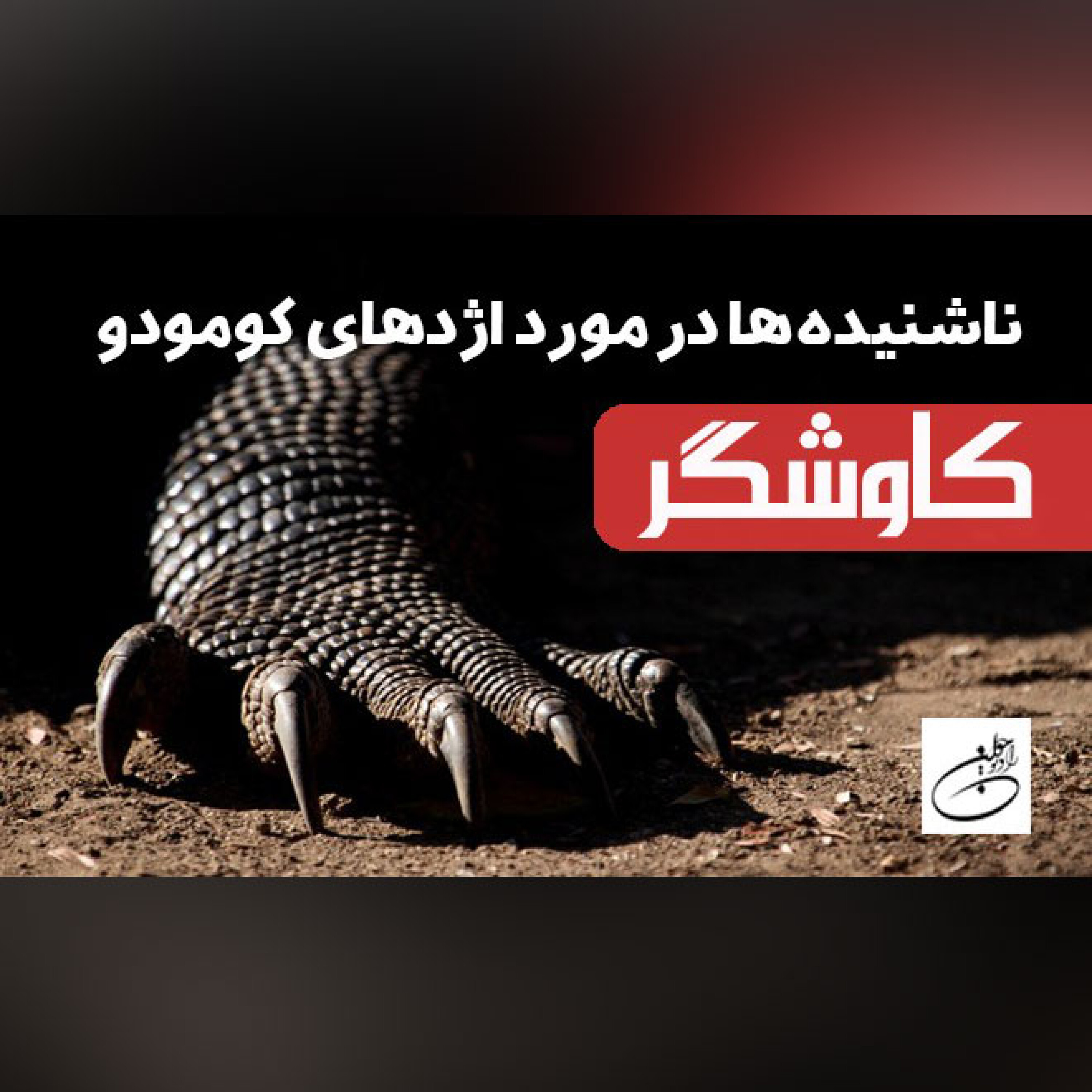 ناشنیده ها در مورد اژدهای کومودو