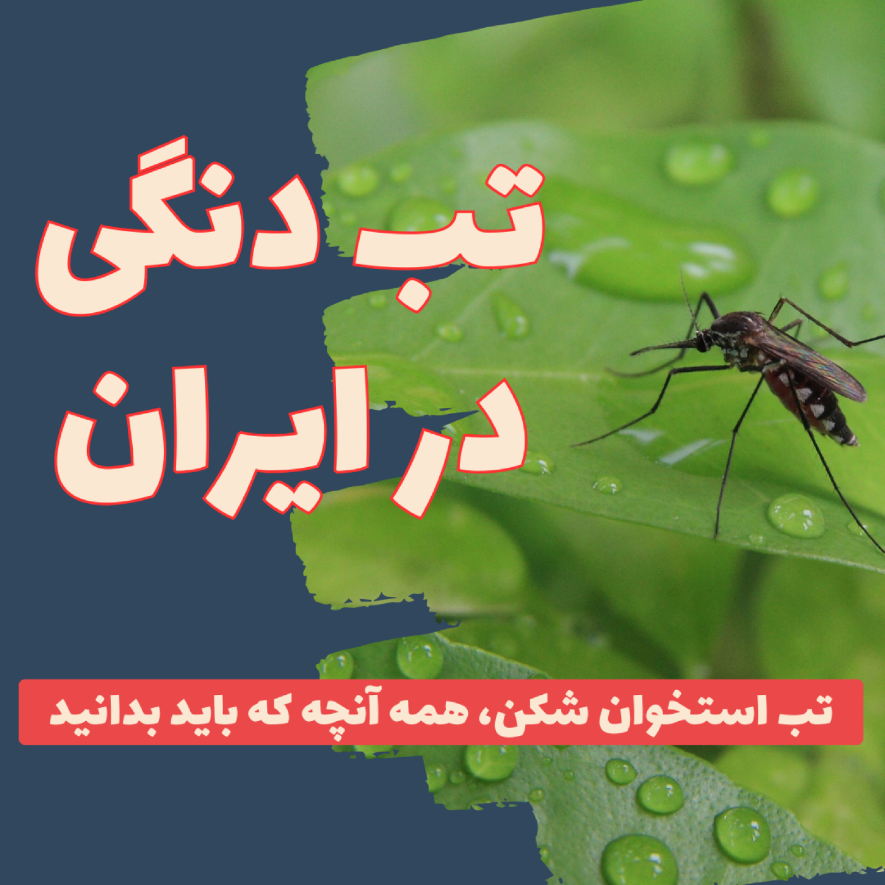کاور تب دنگی، پشه آئدس و هر آنچه که باید بدانید