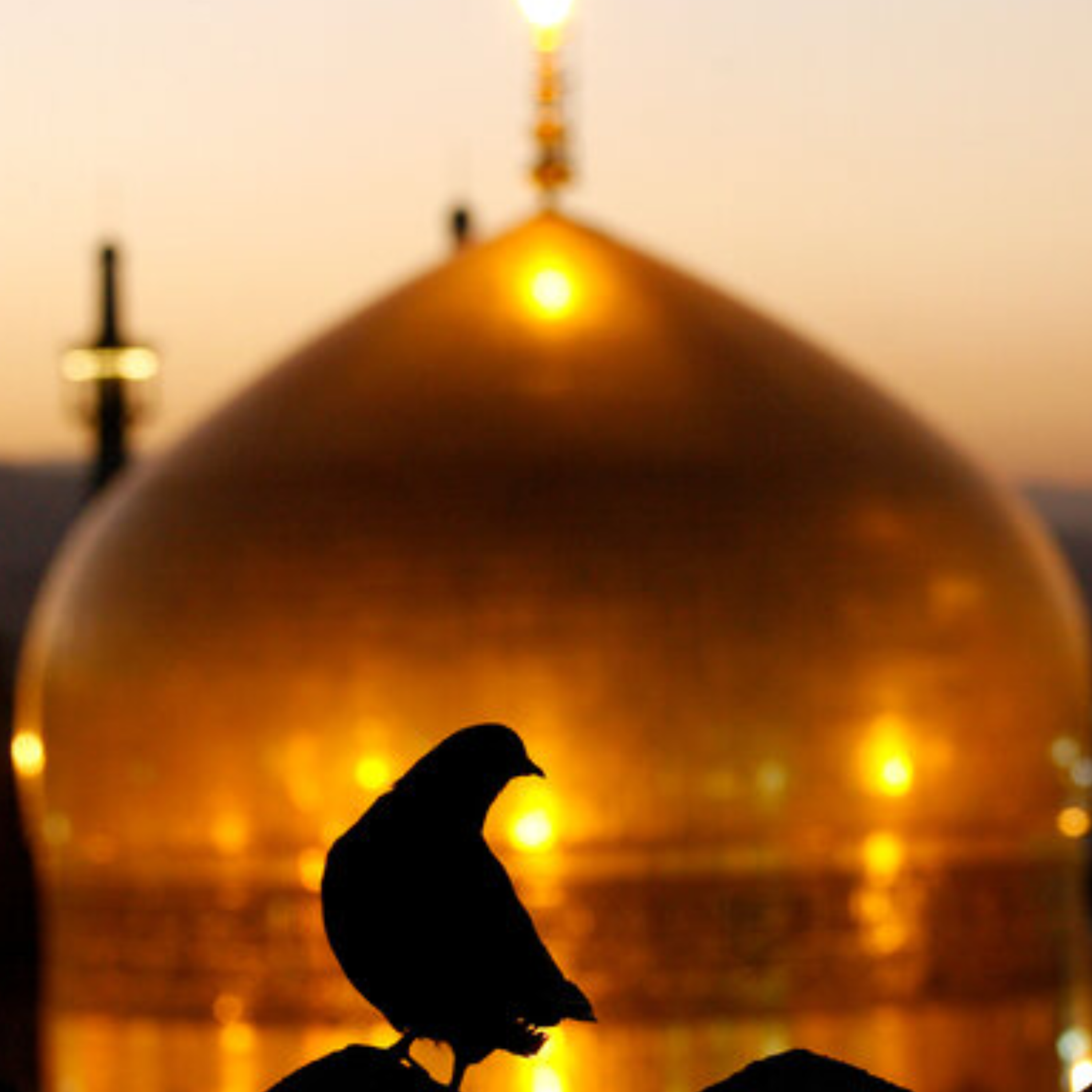 کاور Janpanah