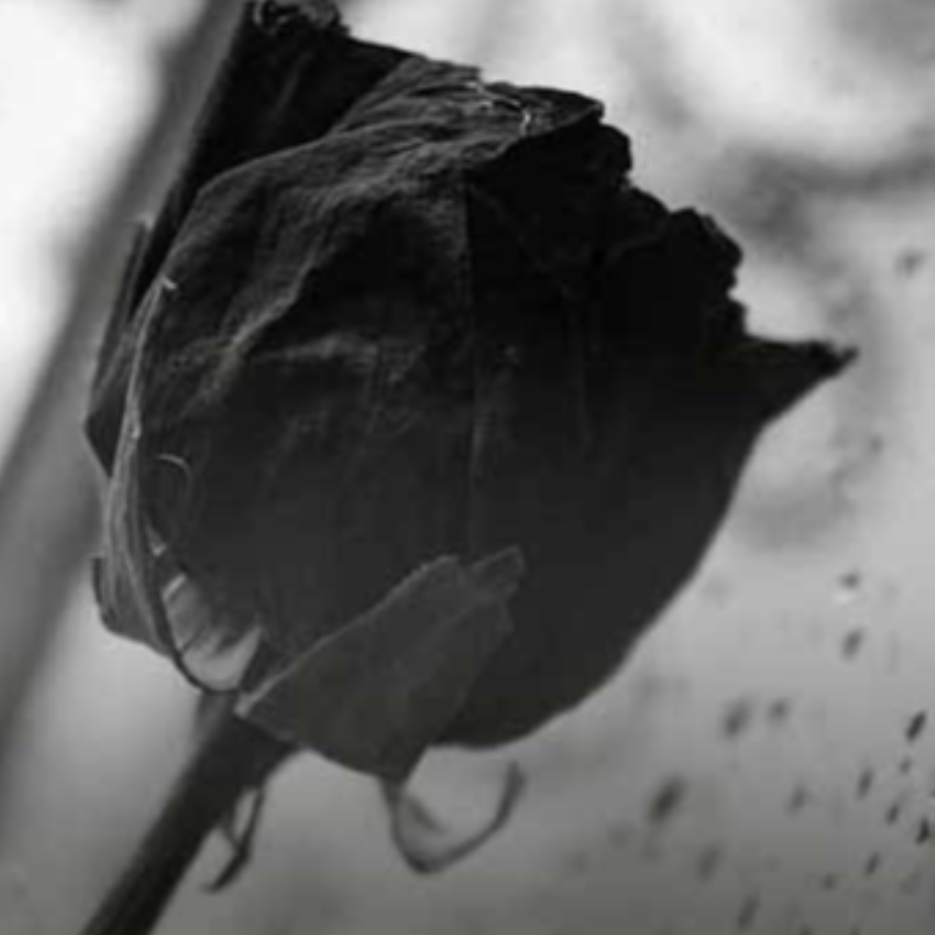کاور تو باقلب ویرانه من چکردی