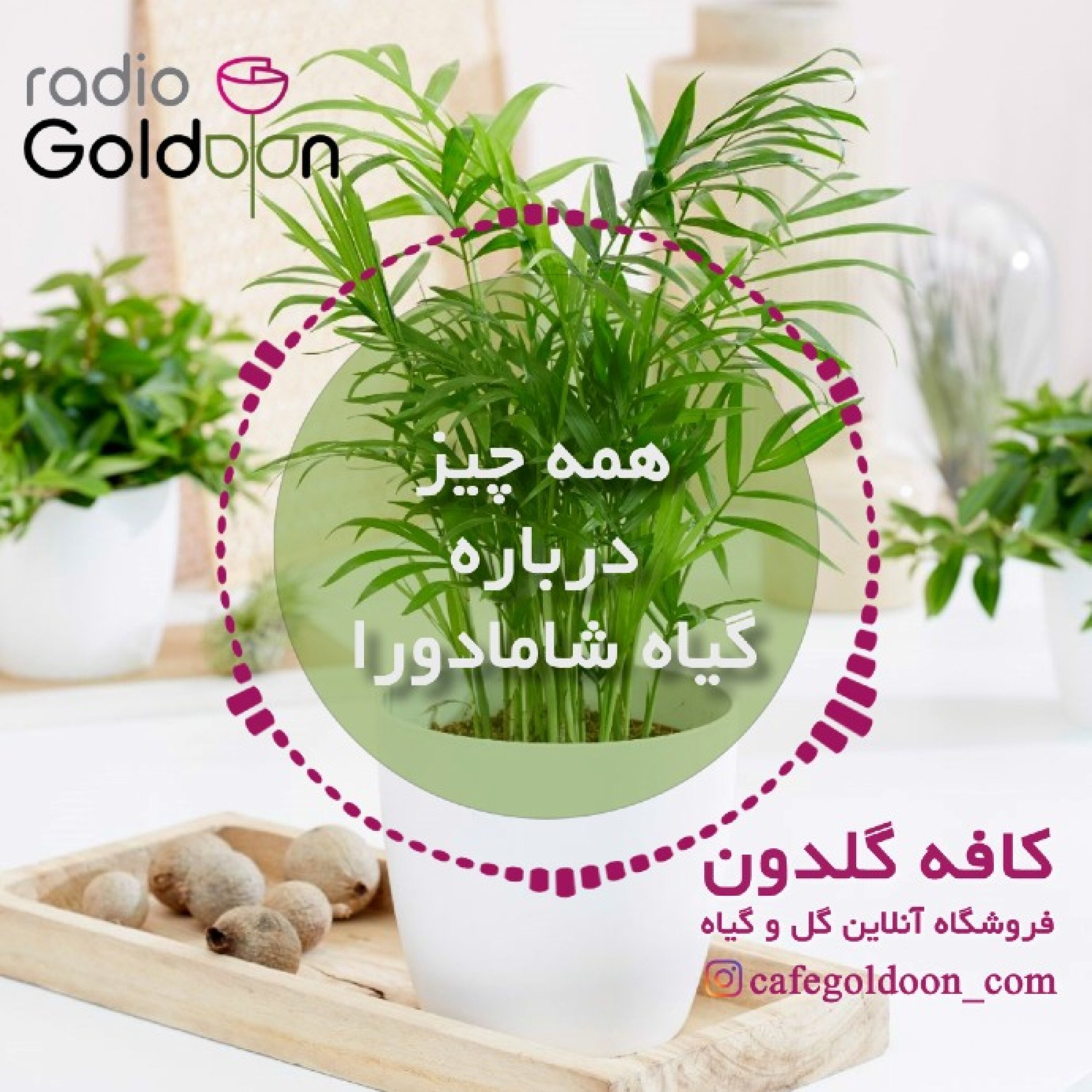معرفی، نگهداری و تکثیر گیاه شامادورا