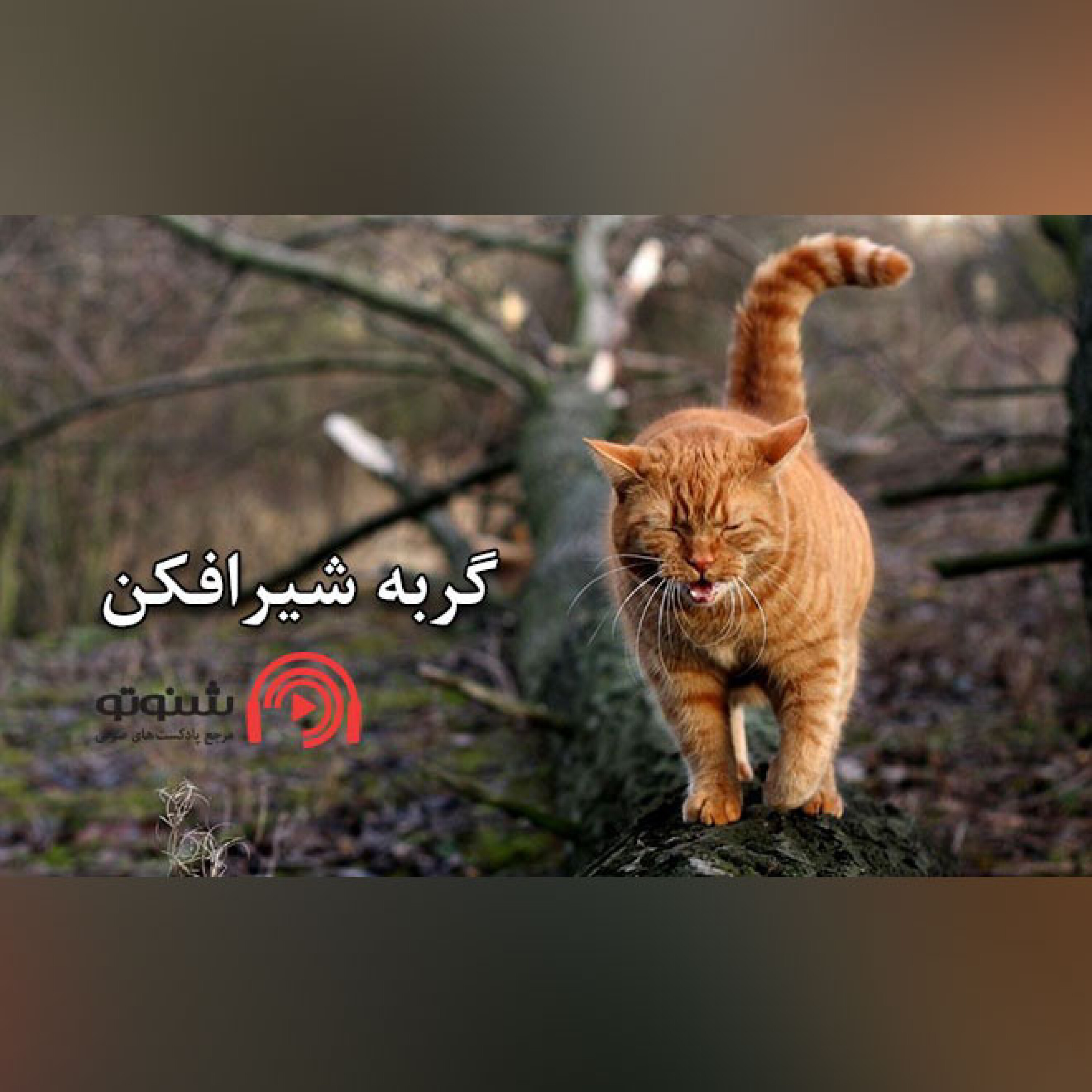 کاور گربه شيرافكن