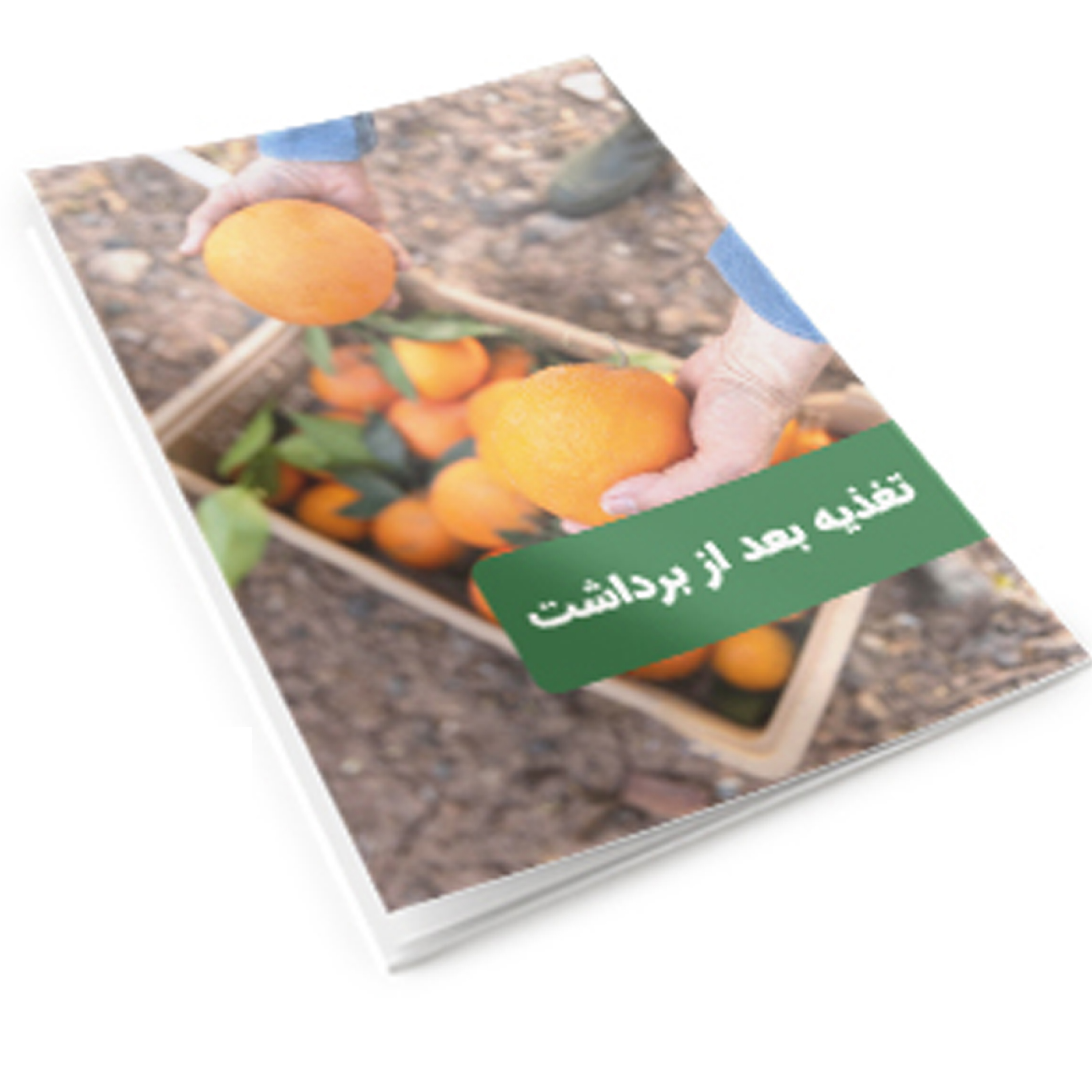 کاور تغذیه بعد از برداشت