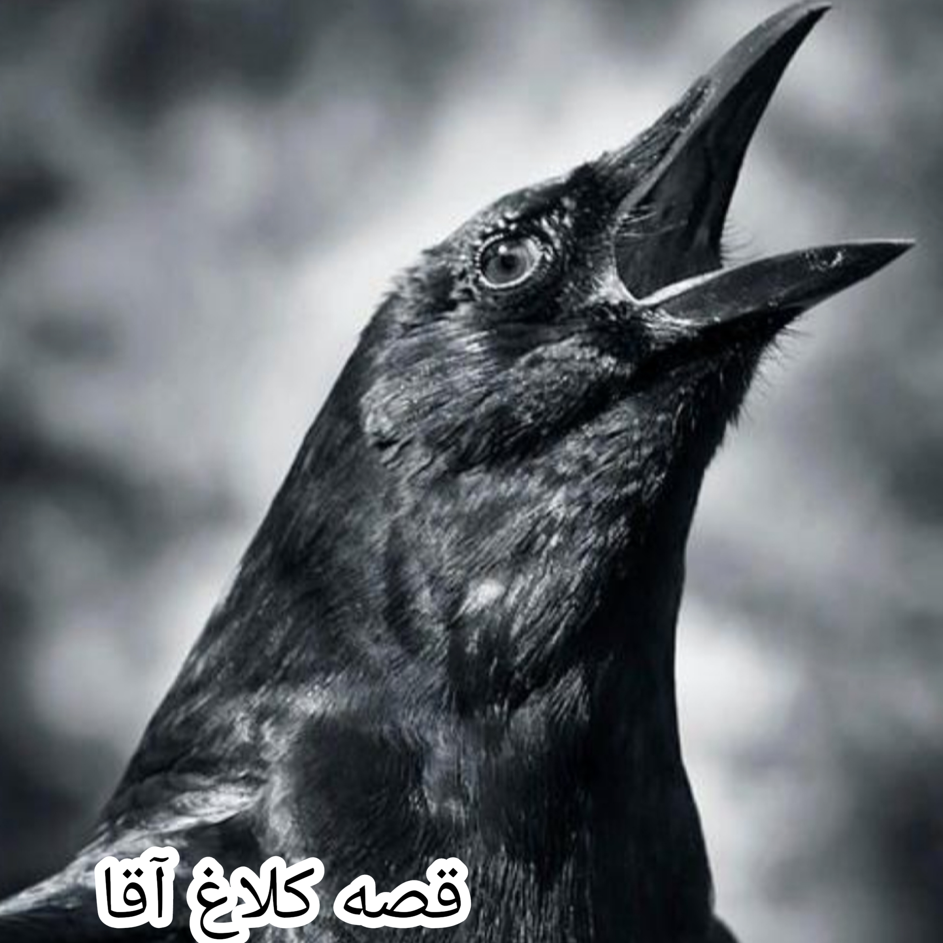 کاور قصه کلاغ آقا