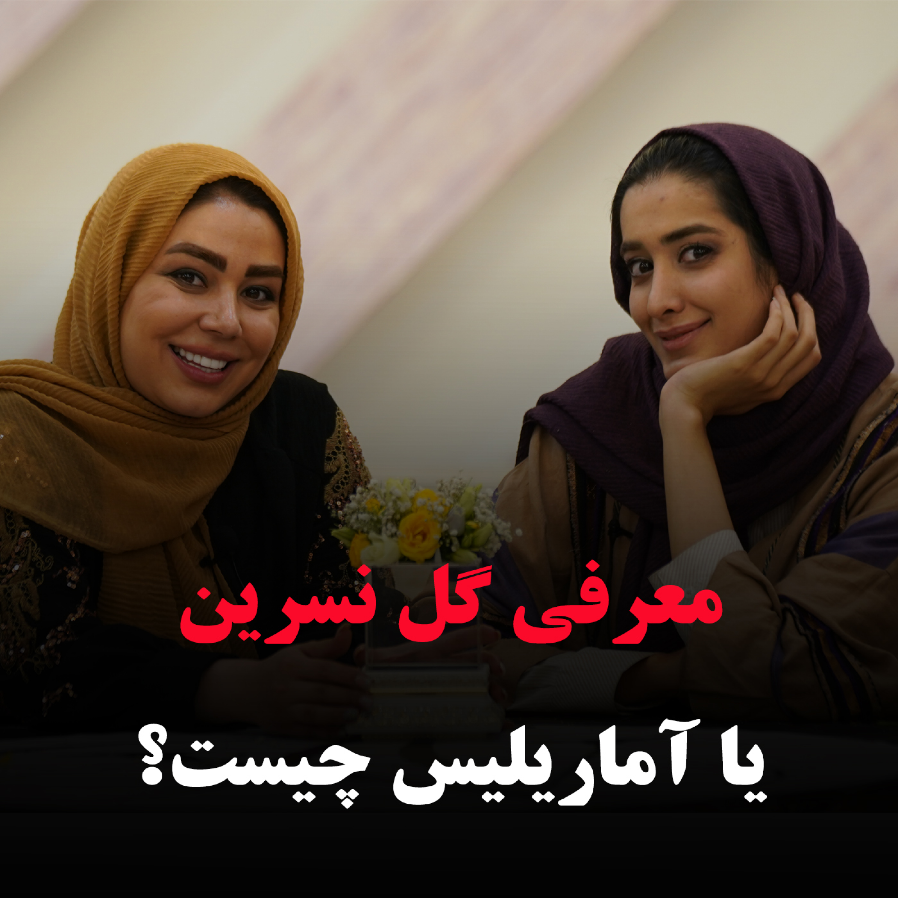 کاور معرفی گل نسرین یا آماریلیس چیست؟