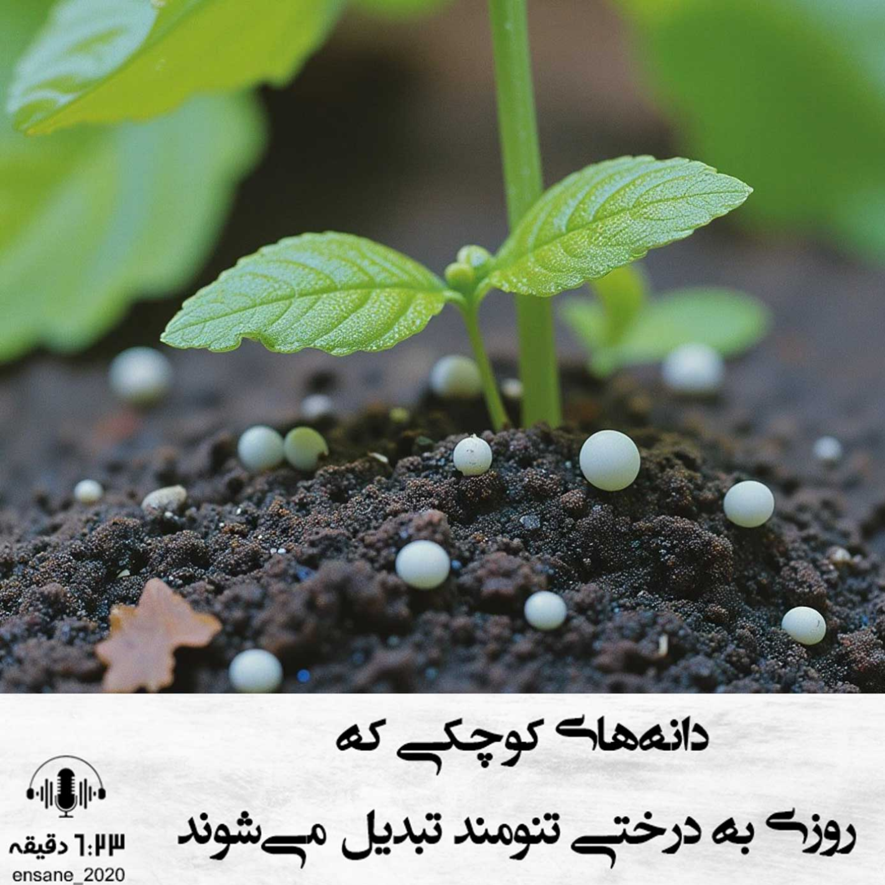 کاور دانه های کوچکی که روزی به درختی تنومند تبدیل می شوند.