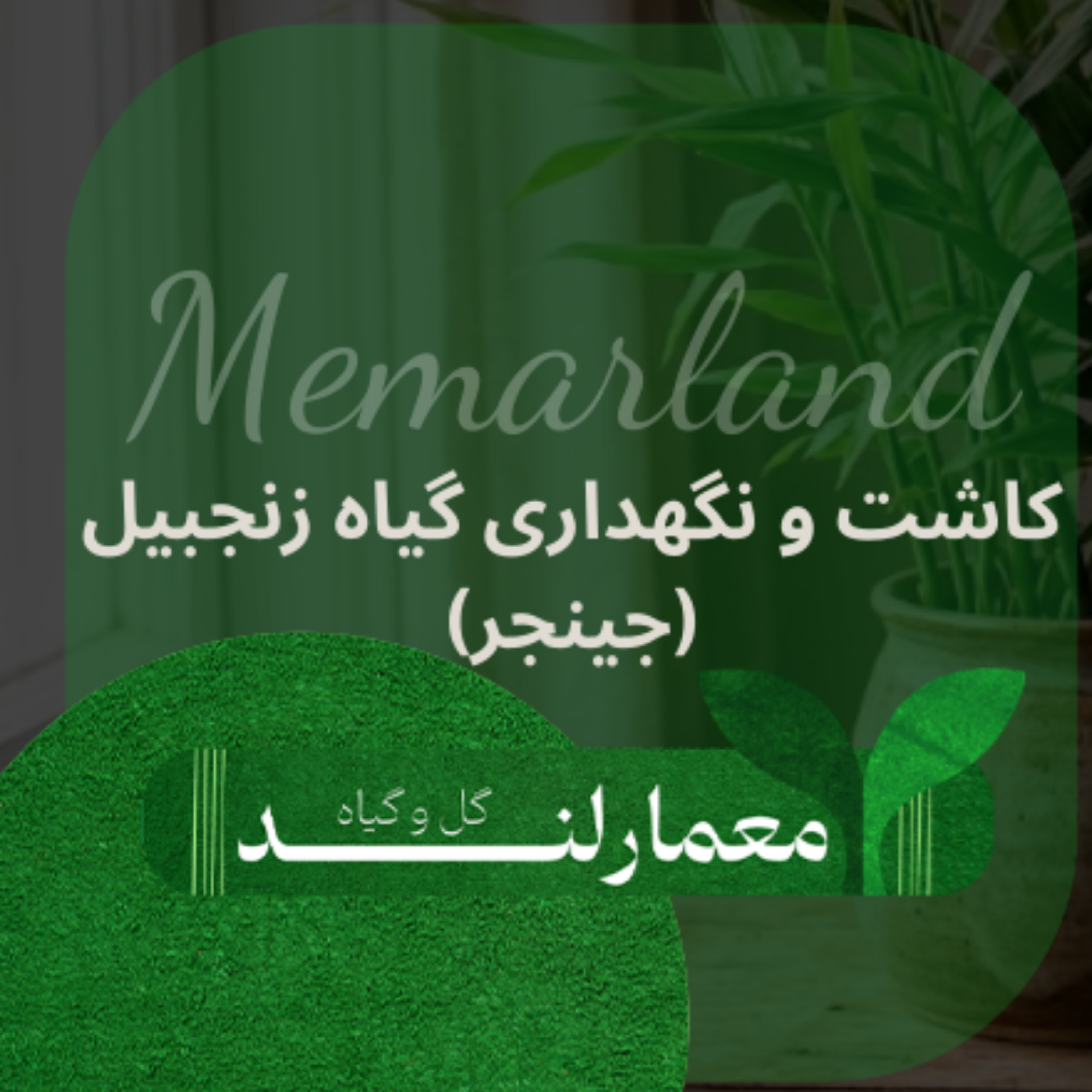 کاور کاشت و نگهداری گیاه زنجبیل (جینجر) در خانه
