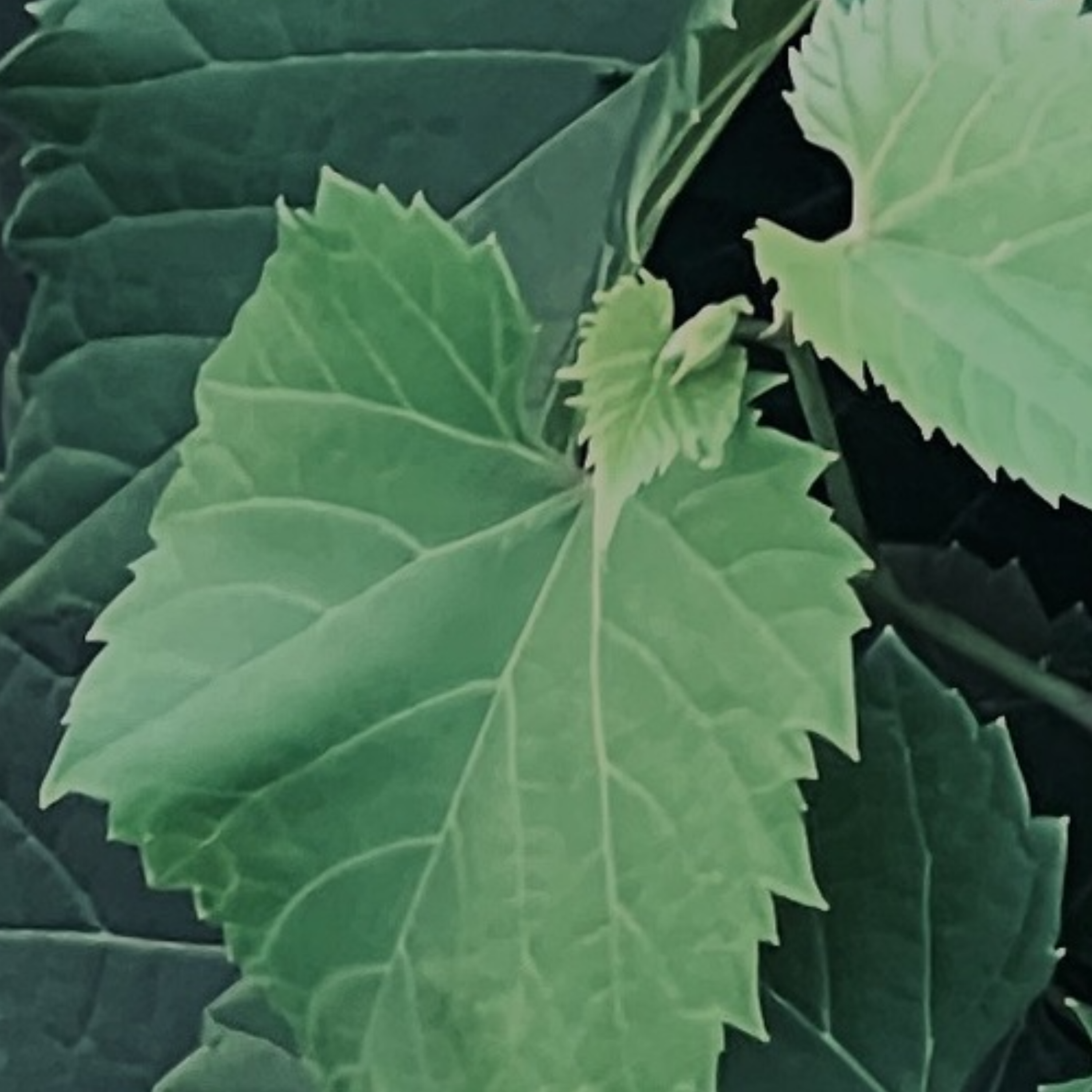 برای روزی آفتابی و سرمایی طولانی