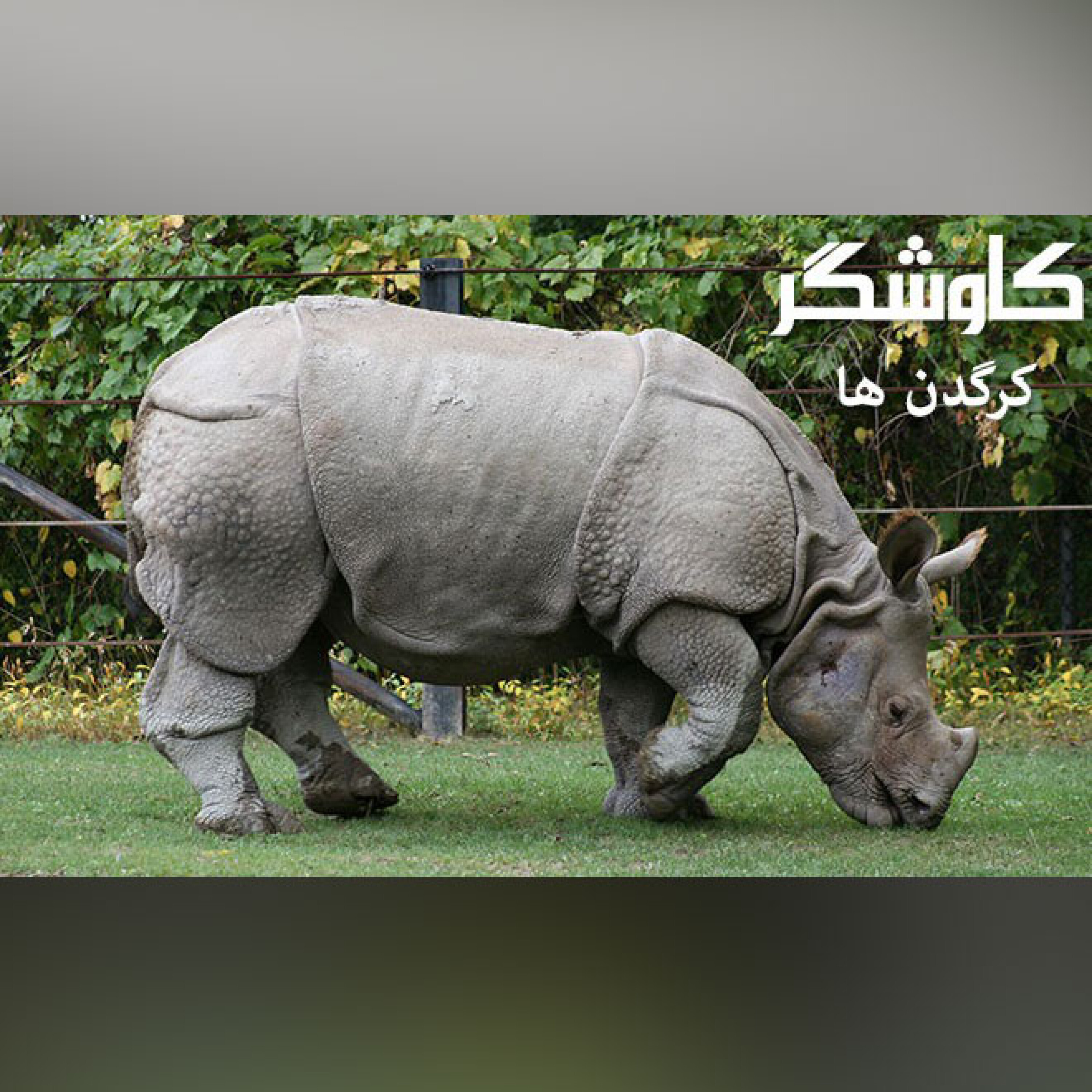کرگدن ها