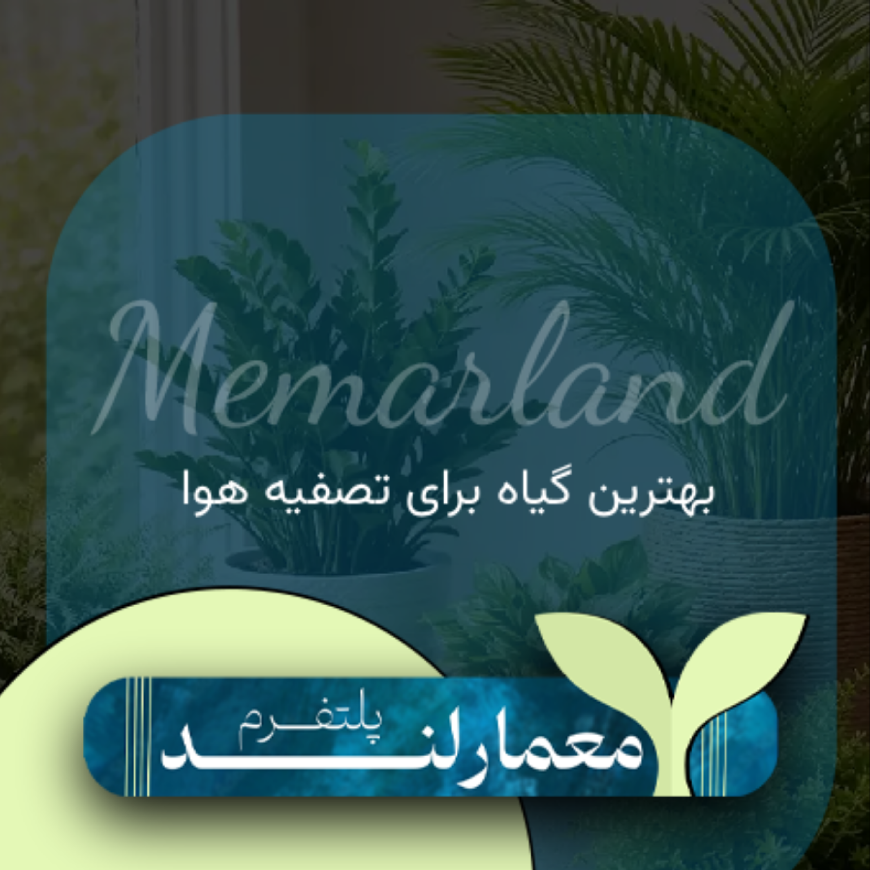 کاور بهترین گیاه برای تصفیه هوا