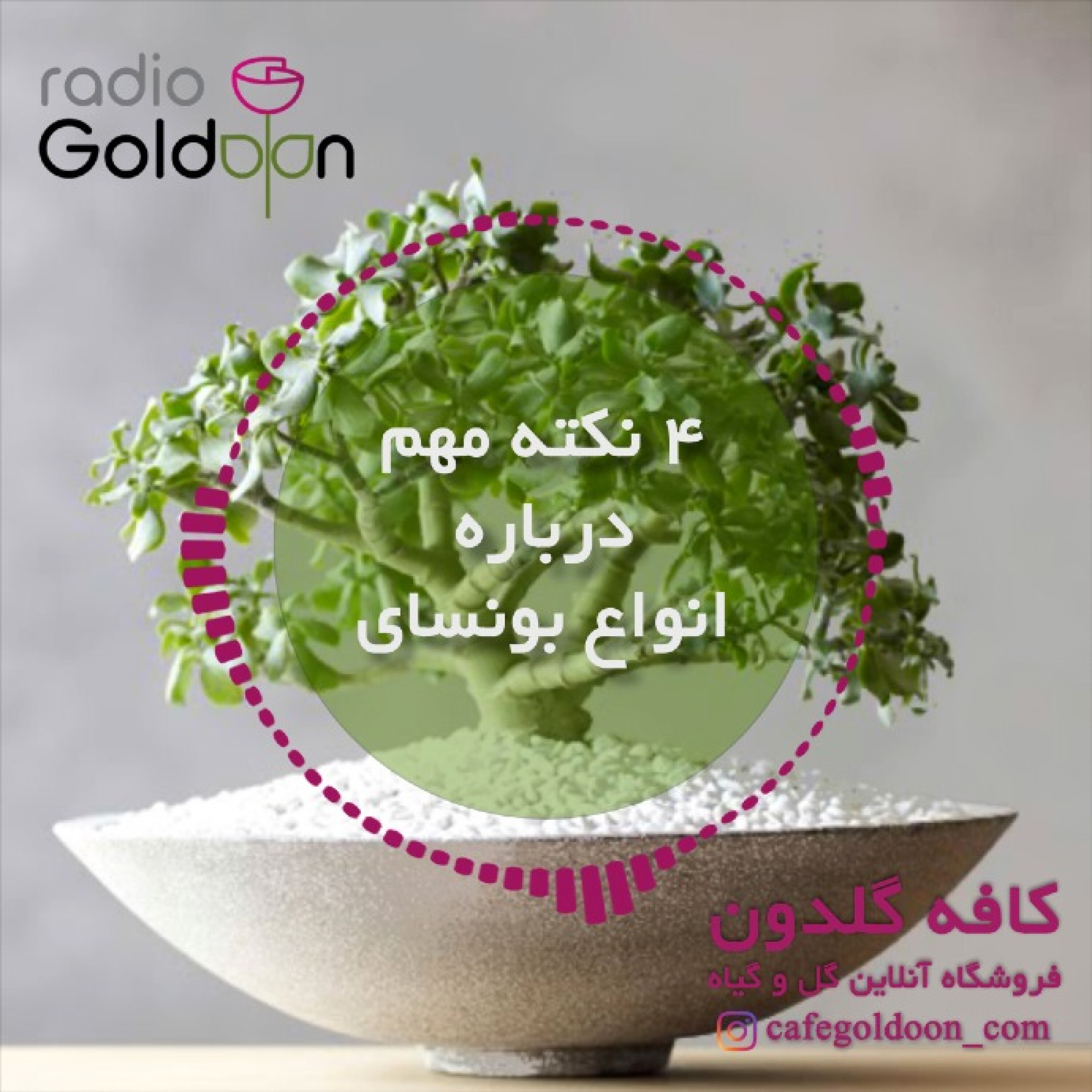 4 نکته مهم درباره نگهداری انواع بونسای
