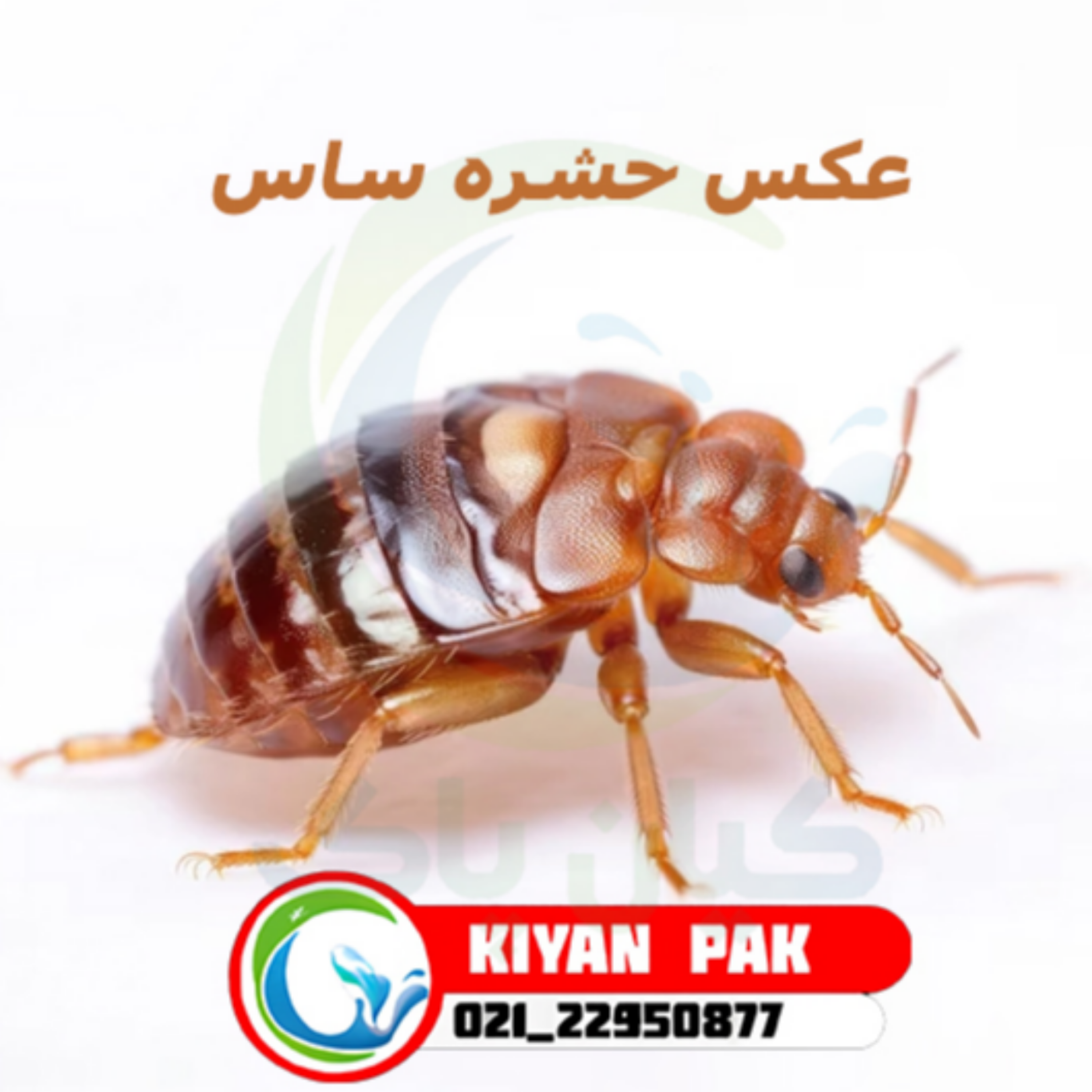 کاور گزش ساس تختخوابی