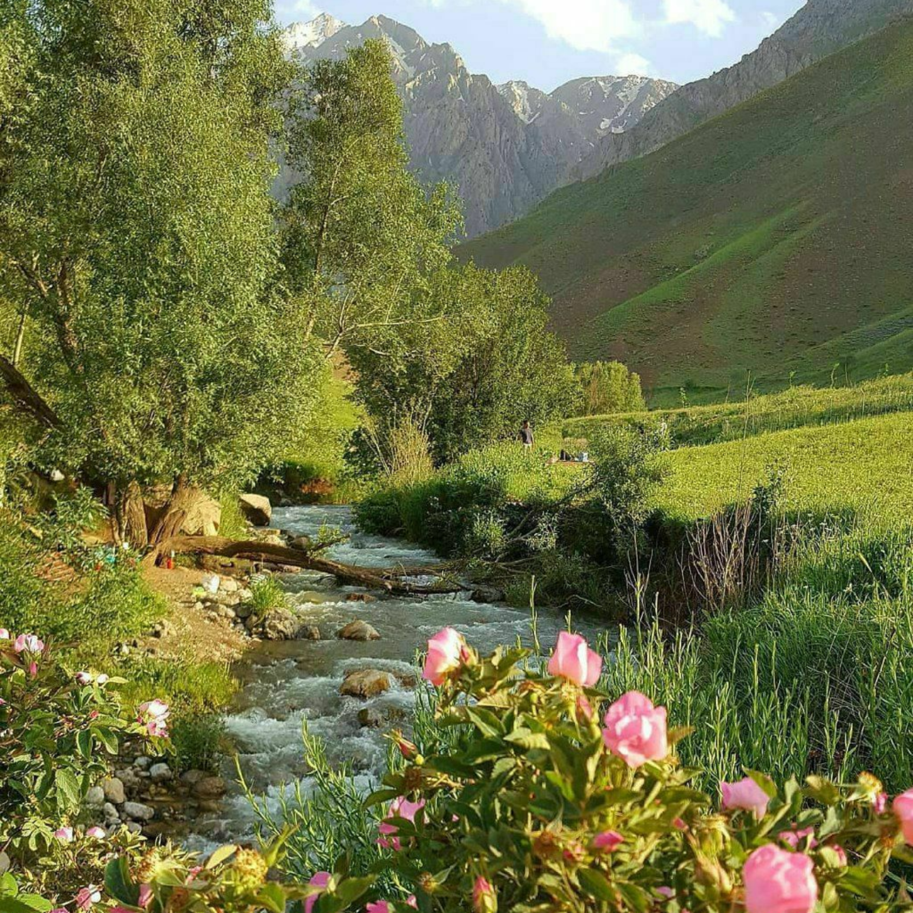 کاور پنج اصل مهم در زندگی