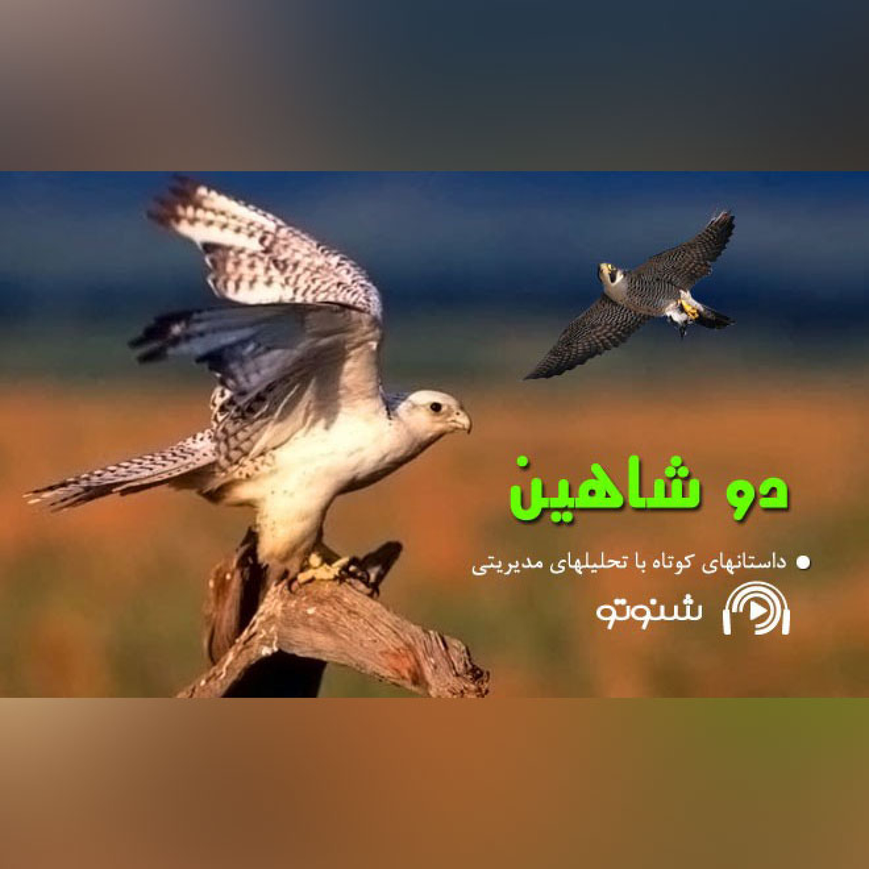 کاور دو شاهین