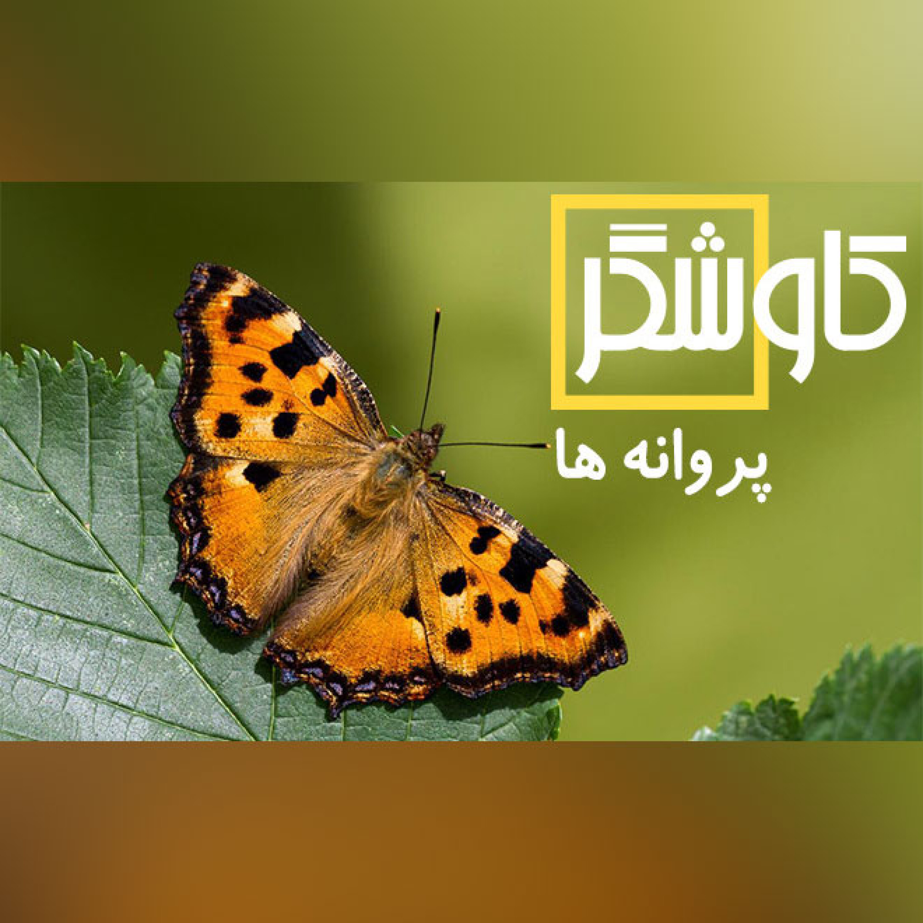 پروانه ها