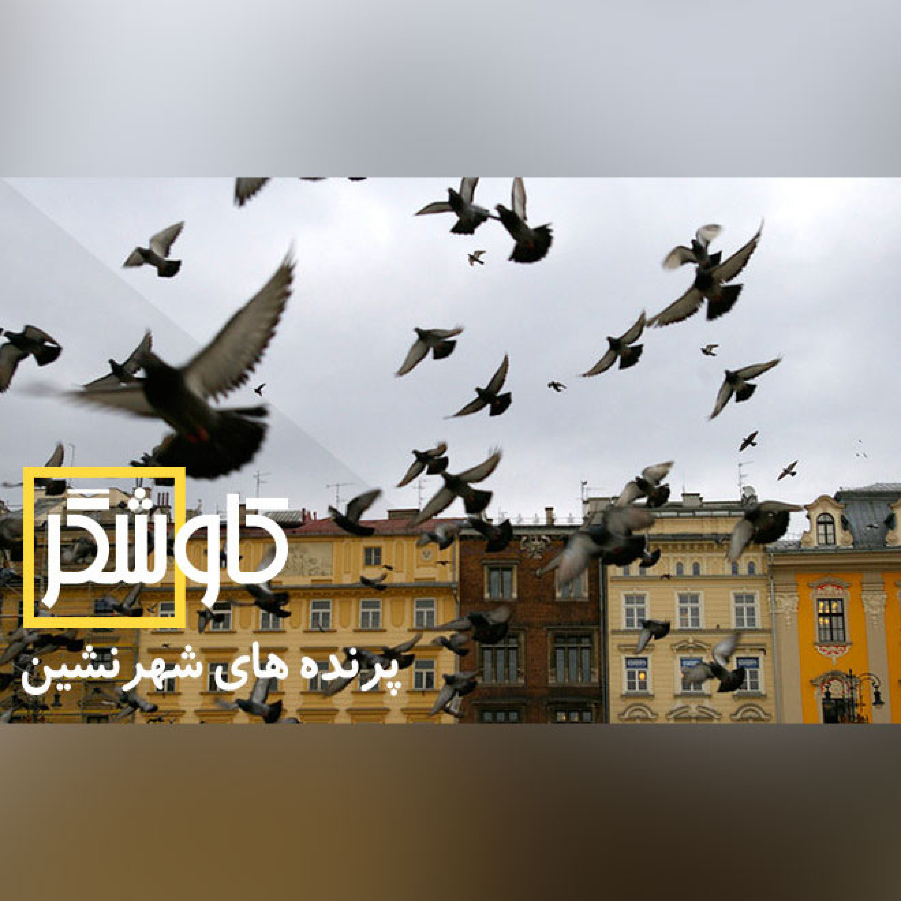 پرنده های شهرنشین