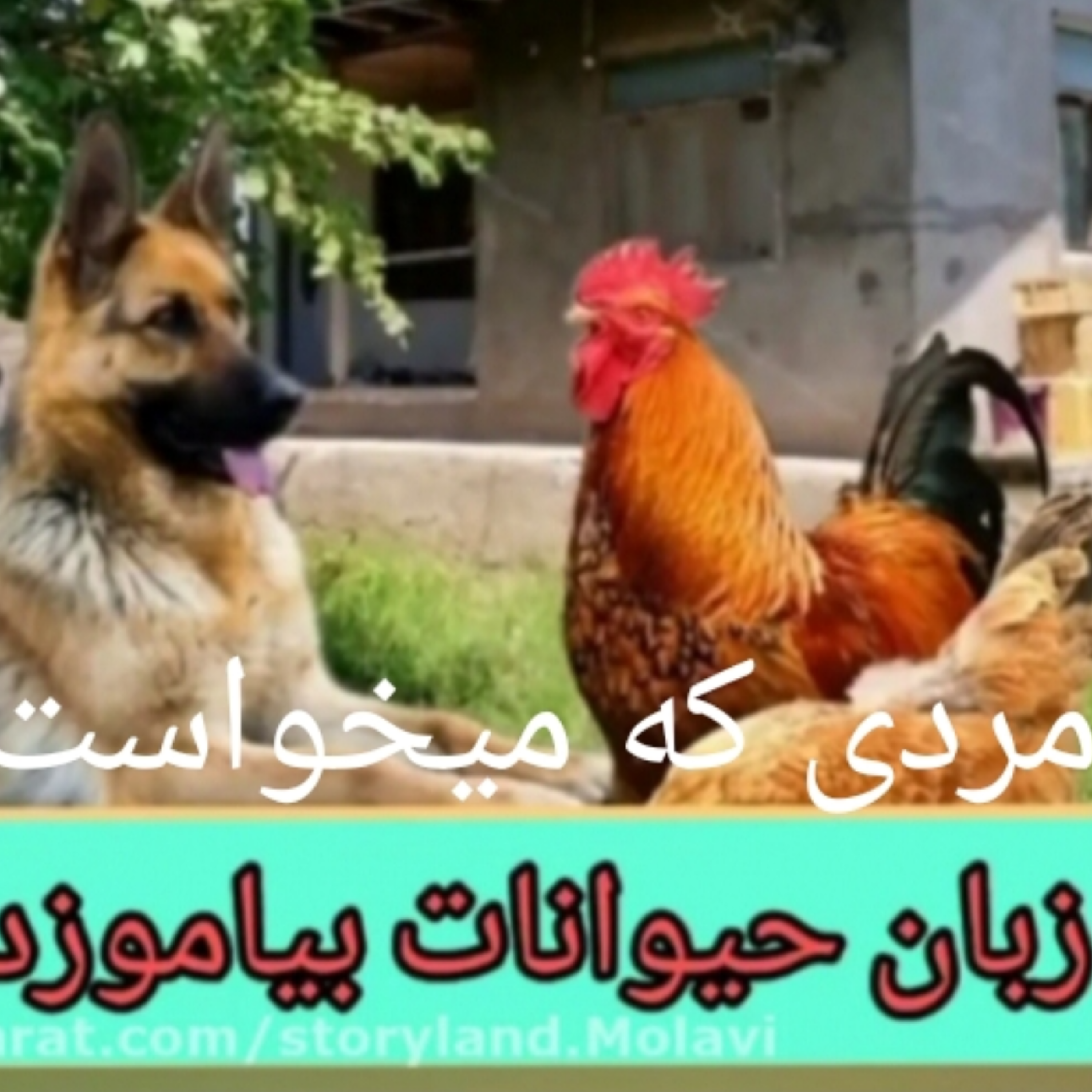 کاور مردی که میخواست زبان حیوانات را بیاموزد