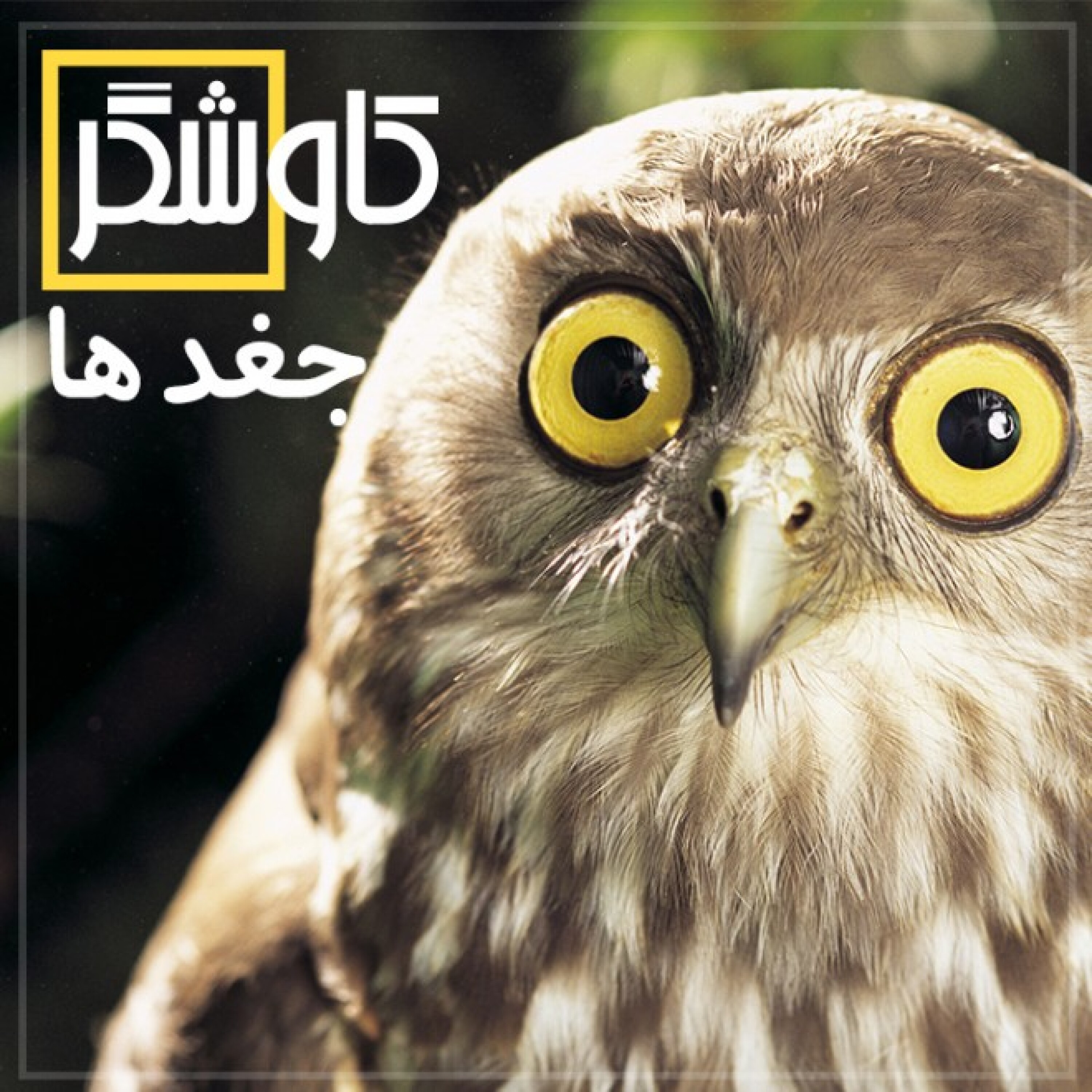 جغدها