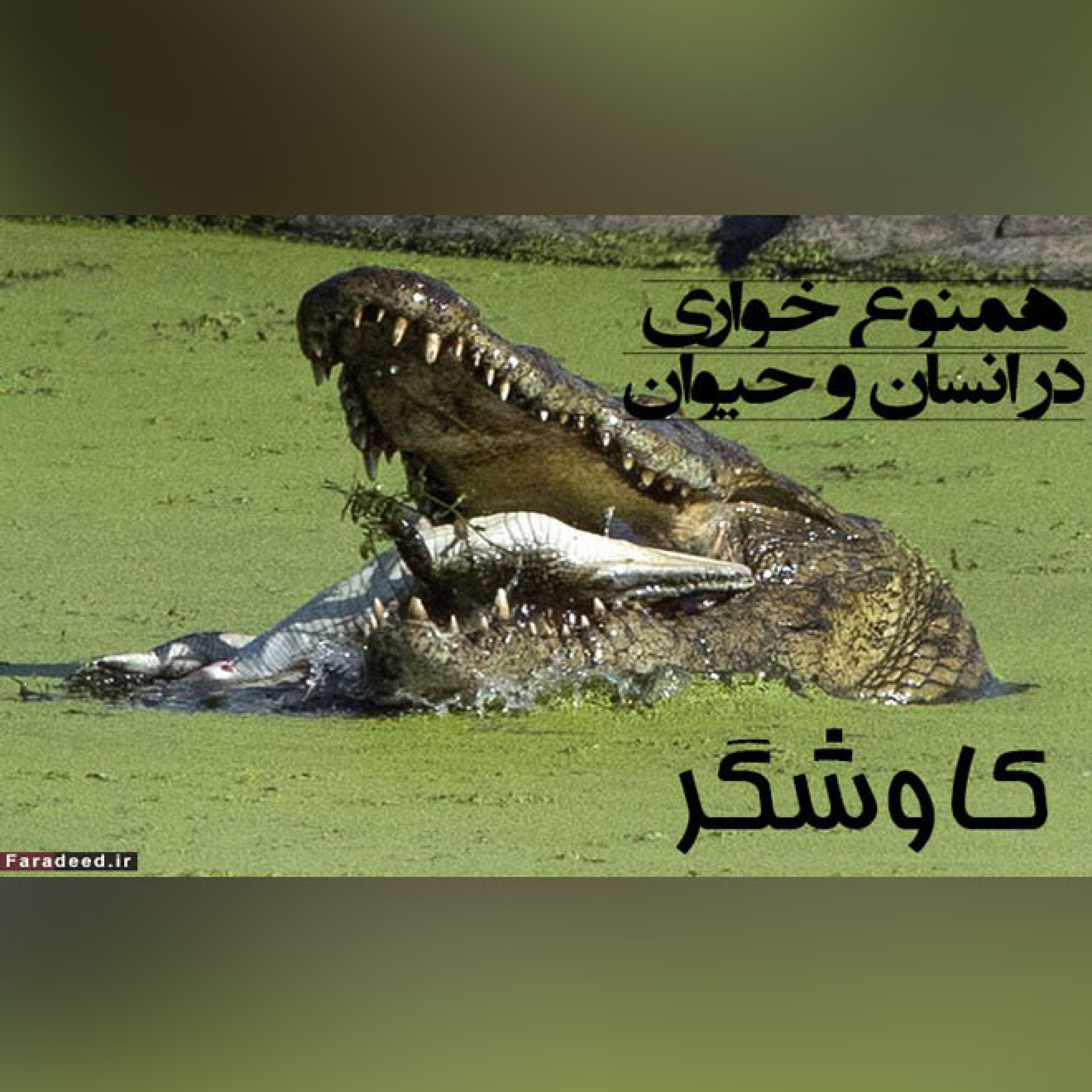 همنوع خواری در انسان و حیوان