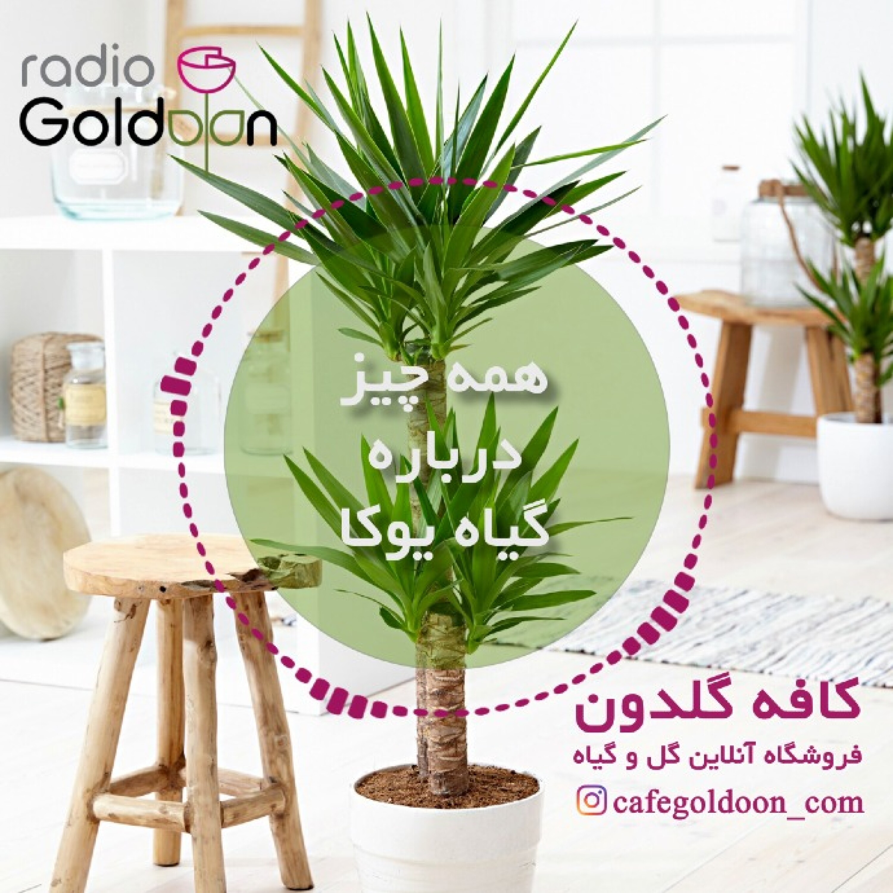 معرفی، نگهداری و رفع آفات گیاه یوکا
