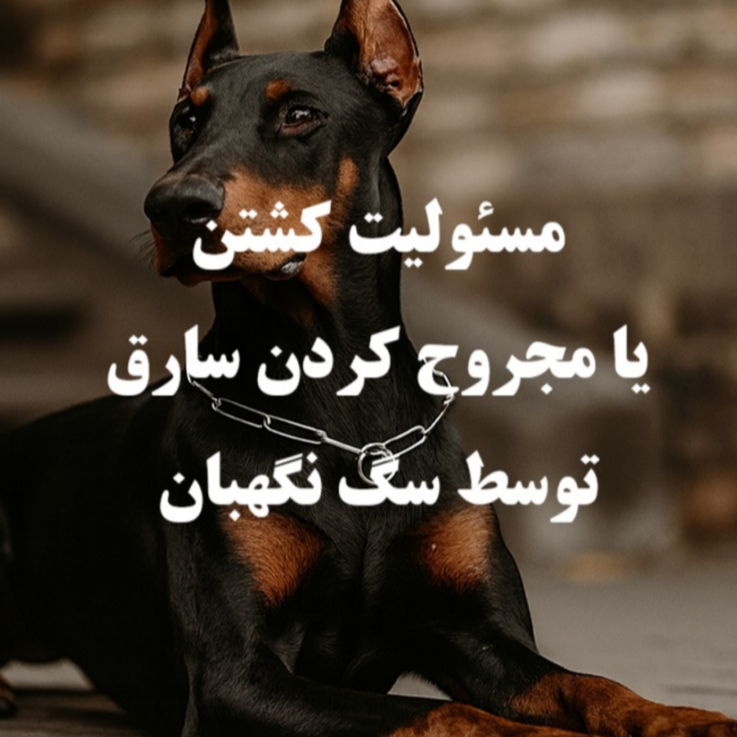 کاور مسئولیت کشته شدن سارق در اثر حمله سگ نگهبان با کیست؟ - ایران لگال