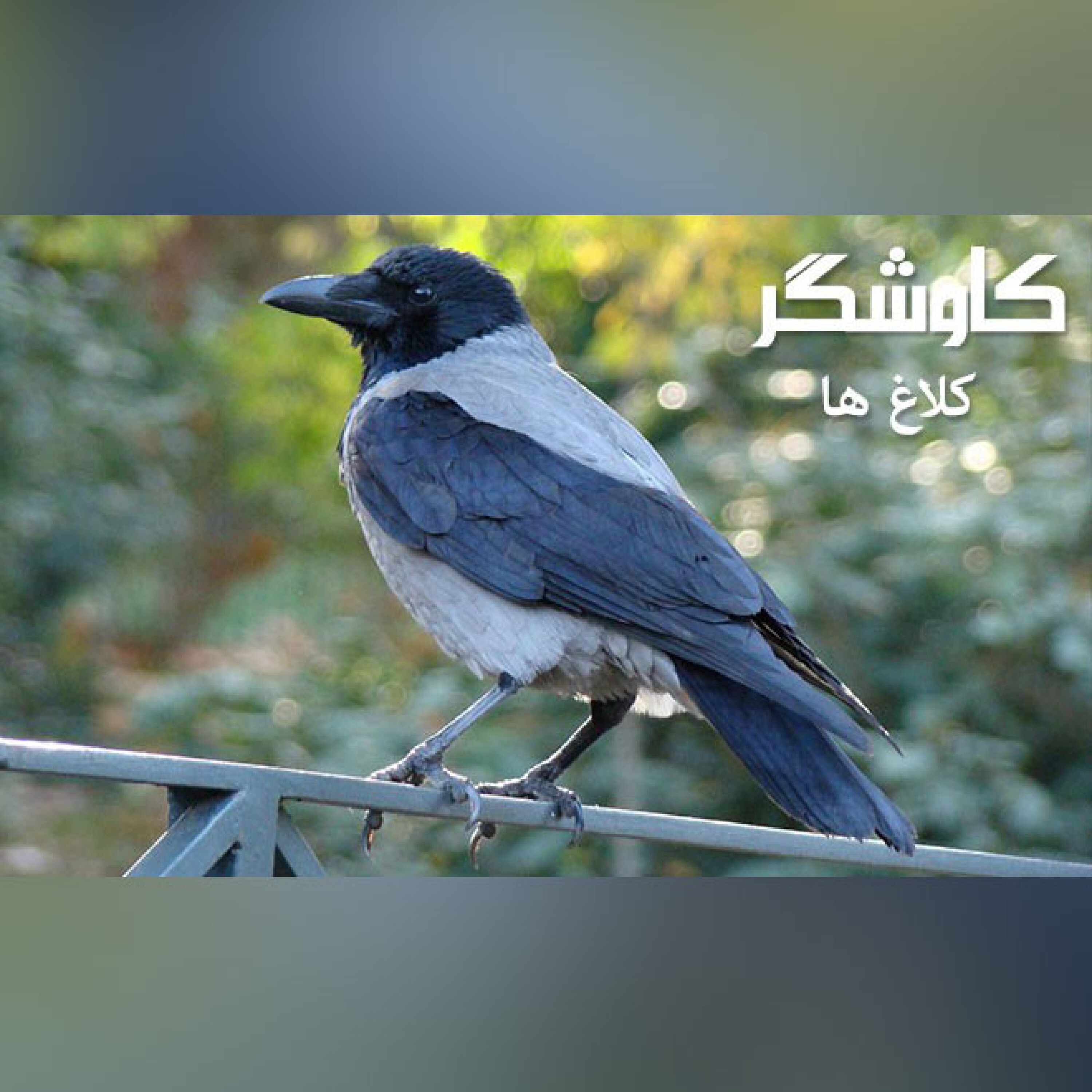 کلاغ ها